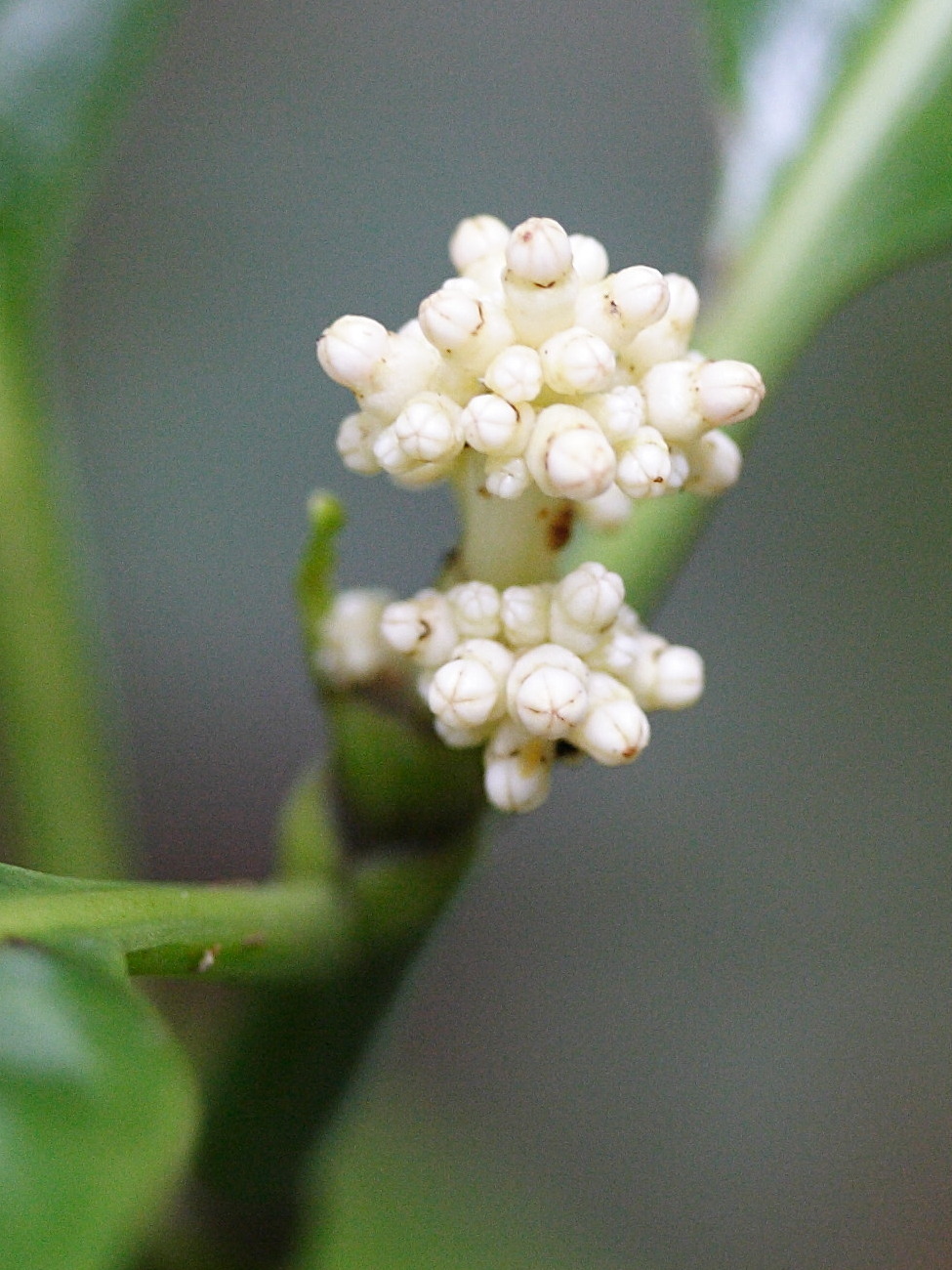 chassalia_corallioides2md