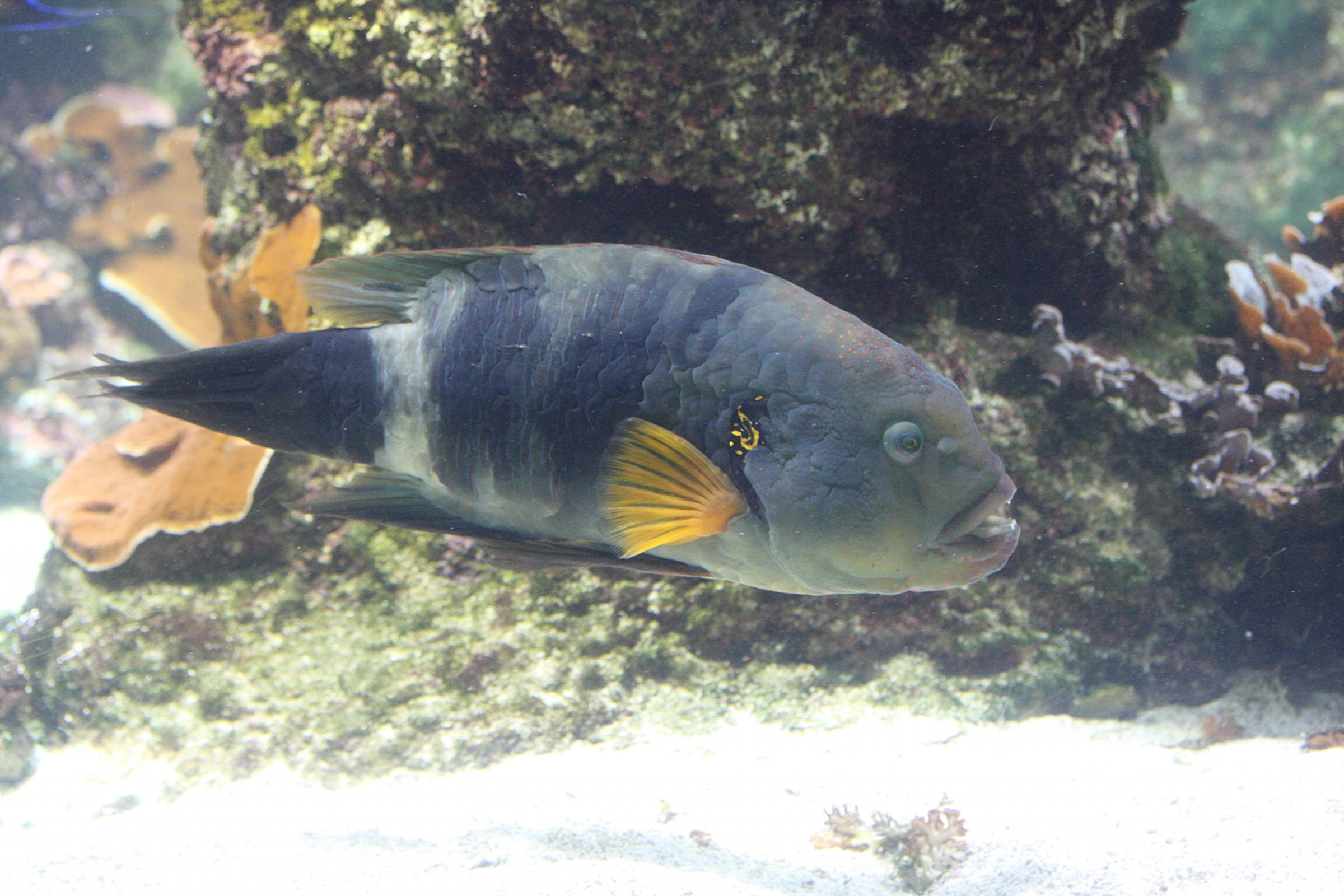 cheilinus_lunulatus1md