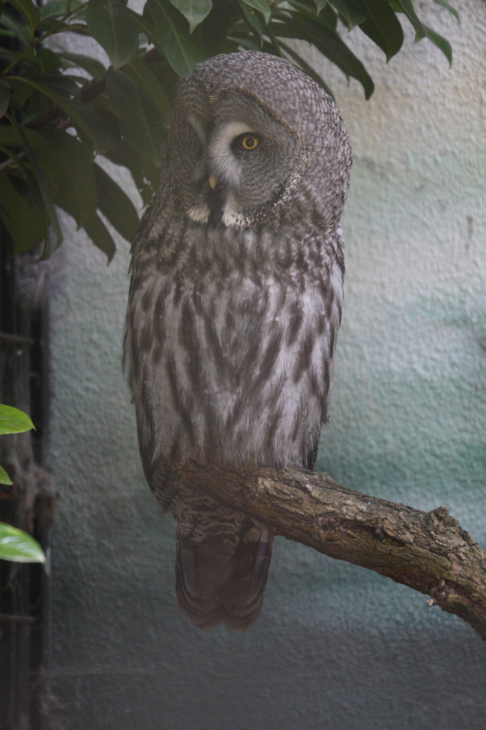 chouette_lapone_-_strix_nebulosa1md