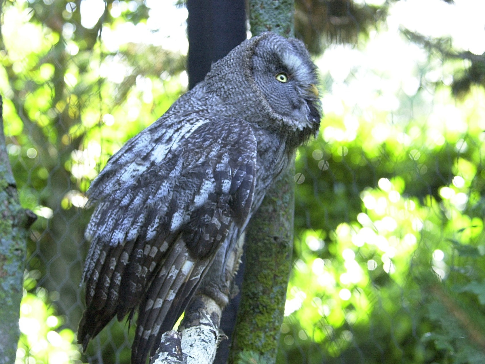 chouette_lapone_-_strix_nebulosa2md