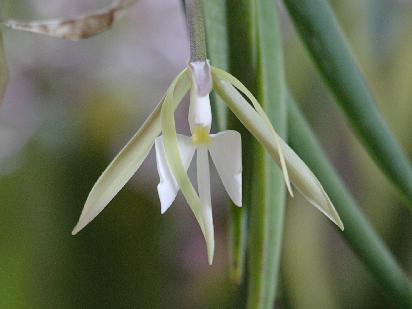 coilostylis_falcata2bd