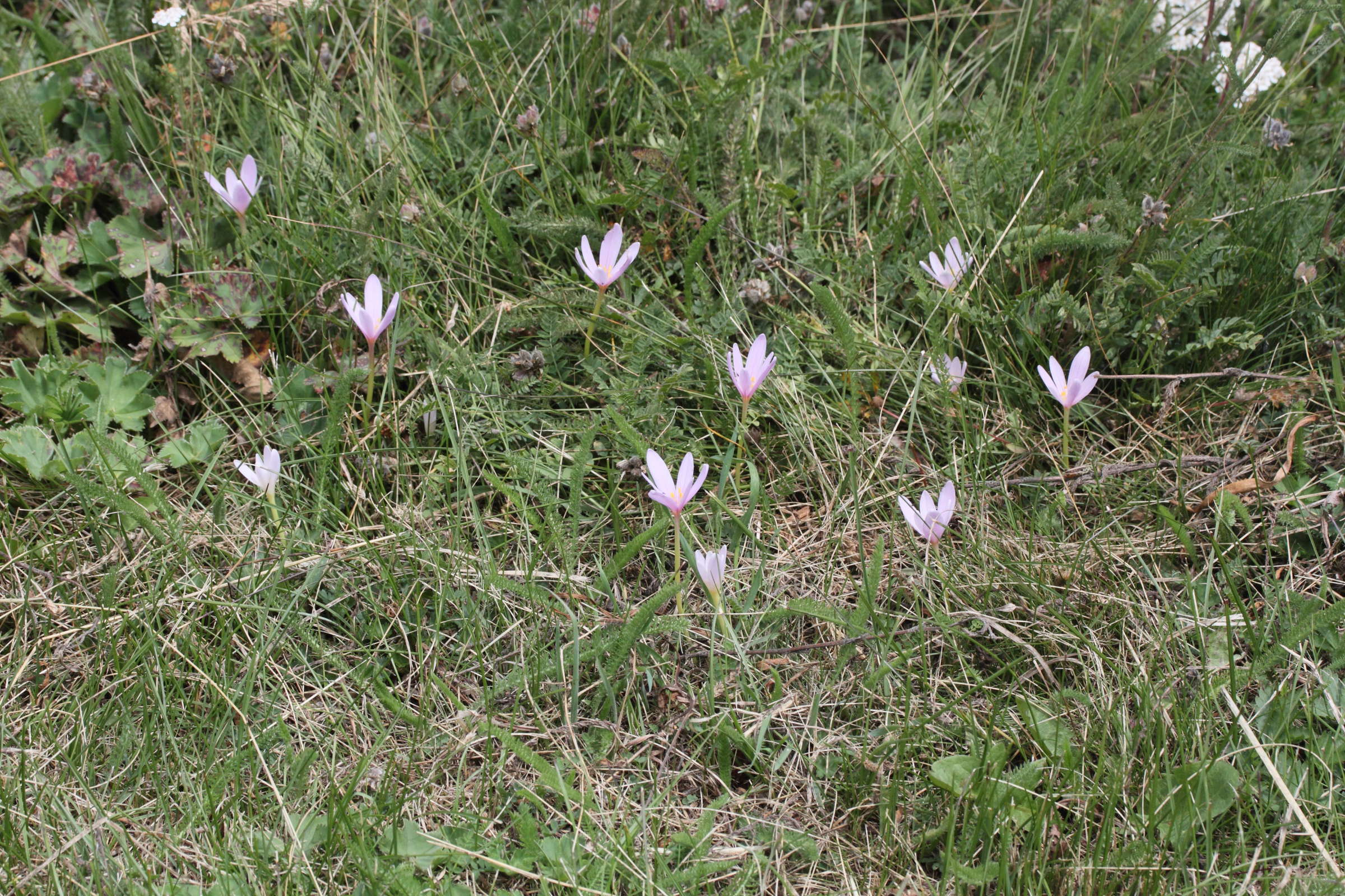 colchicum_alpinum1md