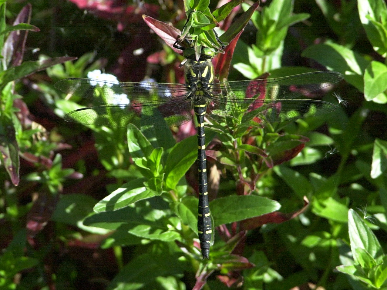 Afficher le média cordulegaster_boltonii2md cordulegaster_boltonii2md