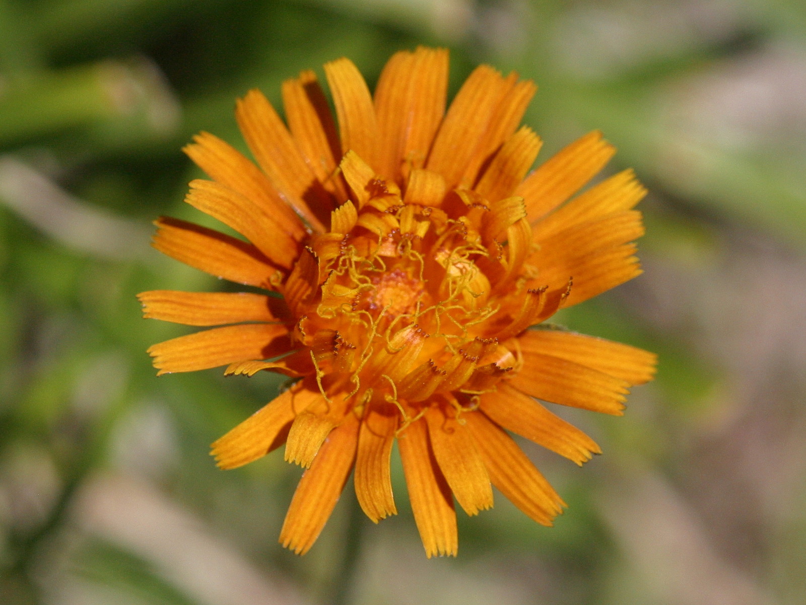 crepis_aurea2md