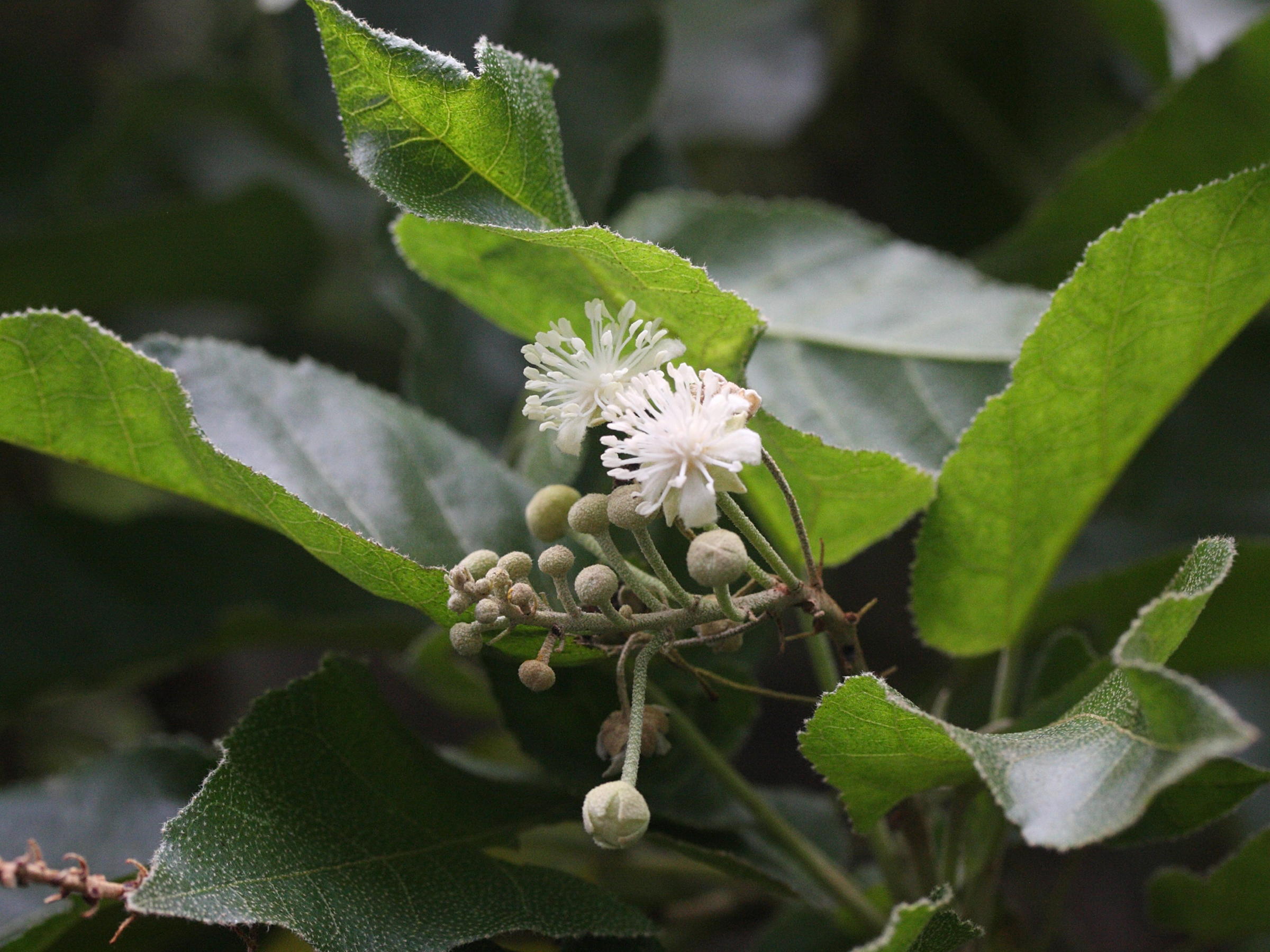 croton_mauritianus1amd