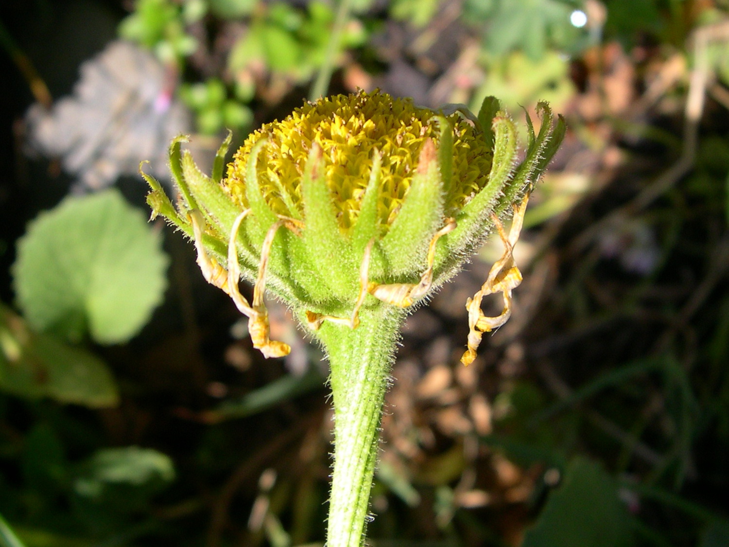 Afficher le média doronicum_grandiflorum3md doronicum_grandiflorum3md