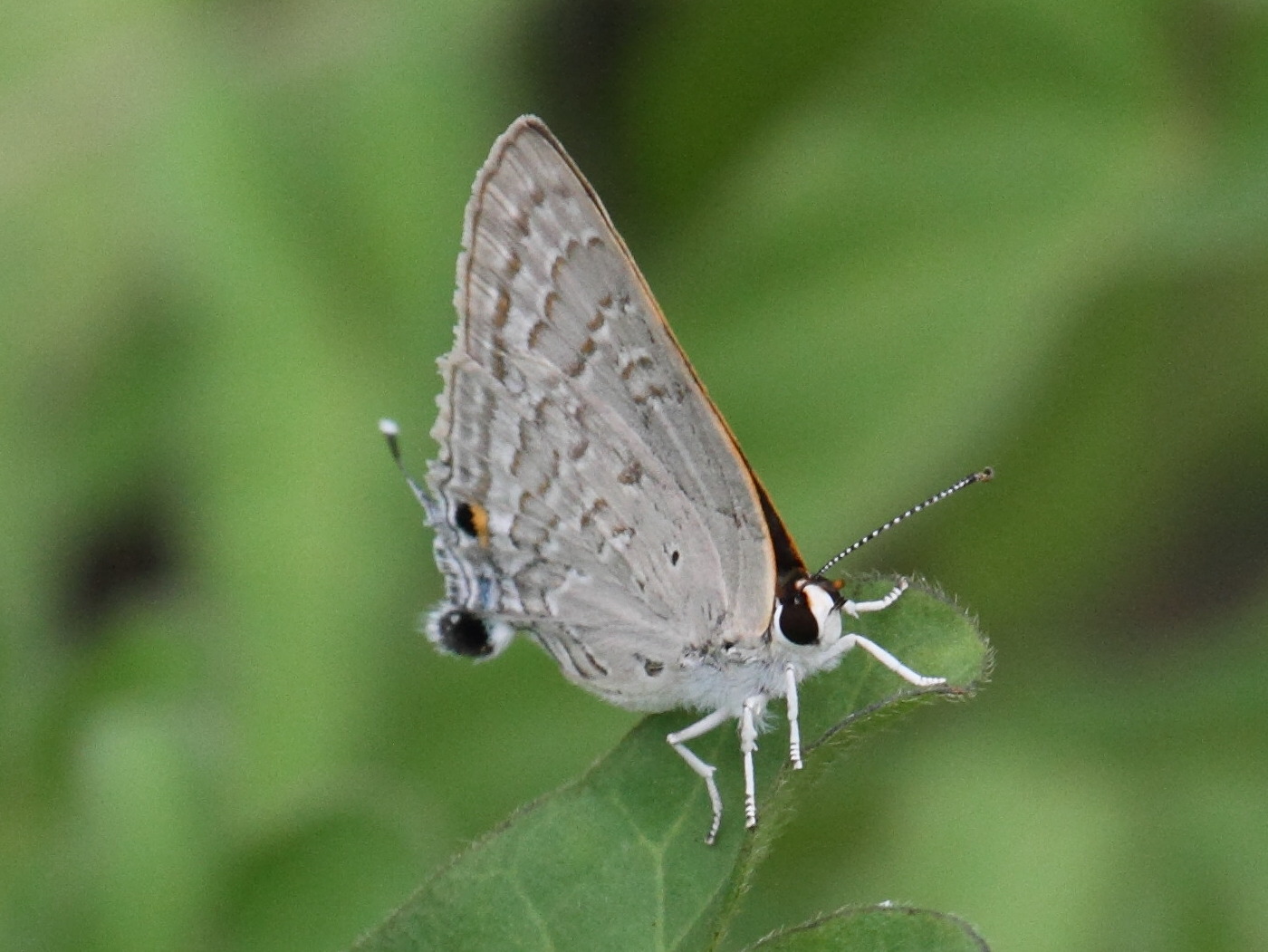 eicochrysops_sanguigutta1bd