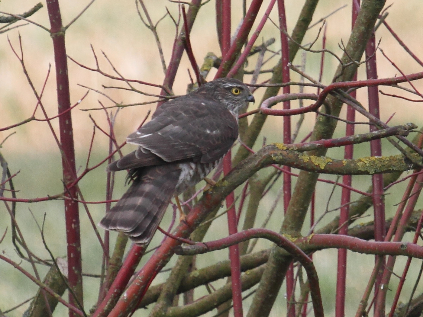 Afficher le média epervier_d-europe_-_accipiter_nisus6bd epervier_d-europe_-_accipiter_nisus6bd