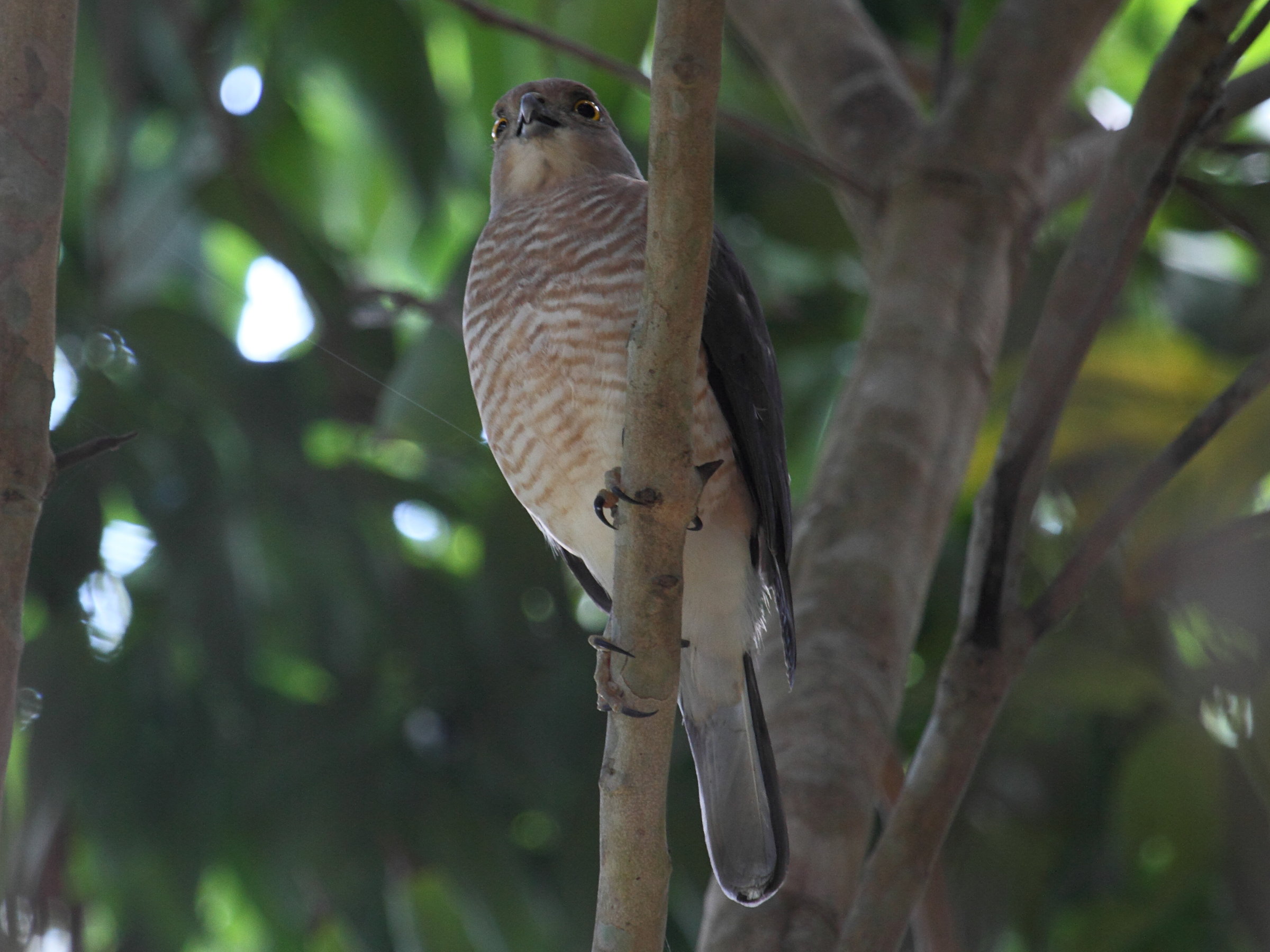 Afficher le média epervier_de_frances_-_accipiter_francesiae2bd epervier_de_frances_-_accipiter_francesiae2bd