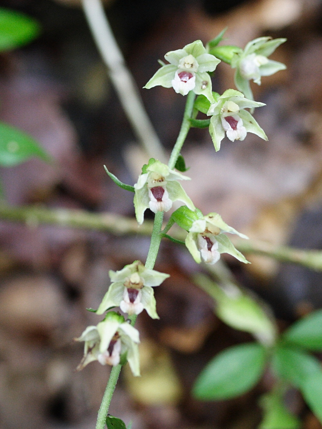 Afficher le média epipactis_muelleri1md epipactis_muelleri1md