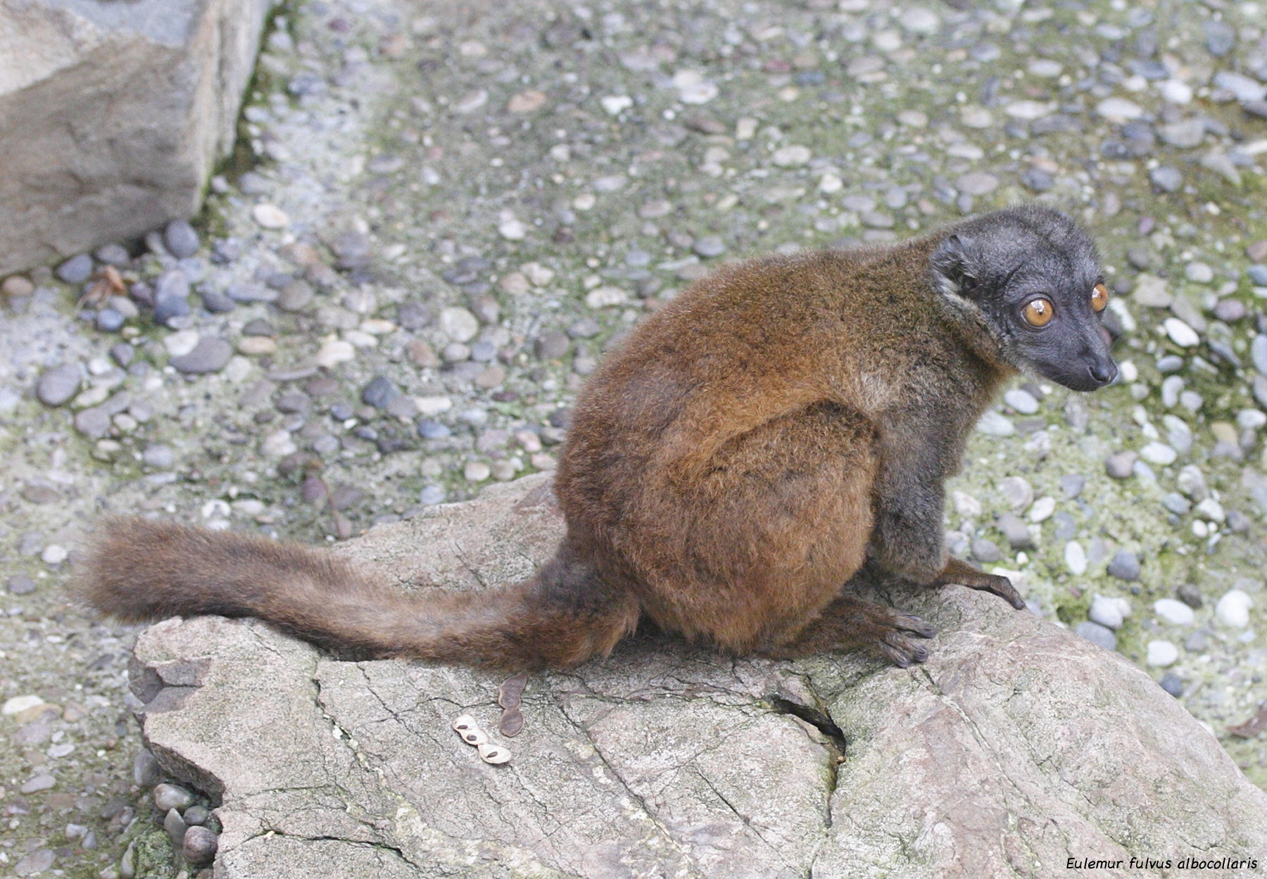 eulemur_fulvus_albocollaris1md