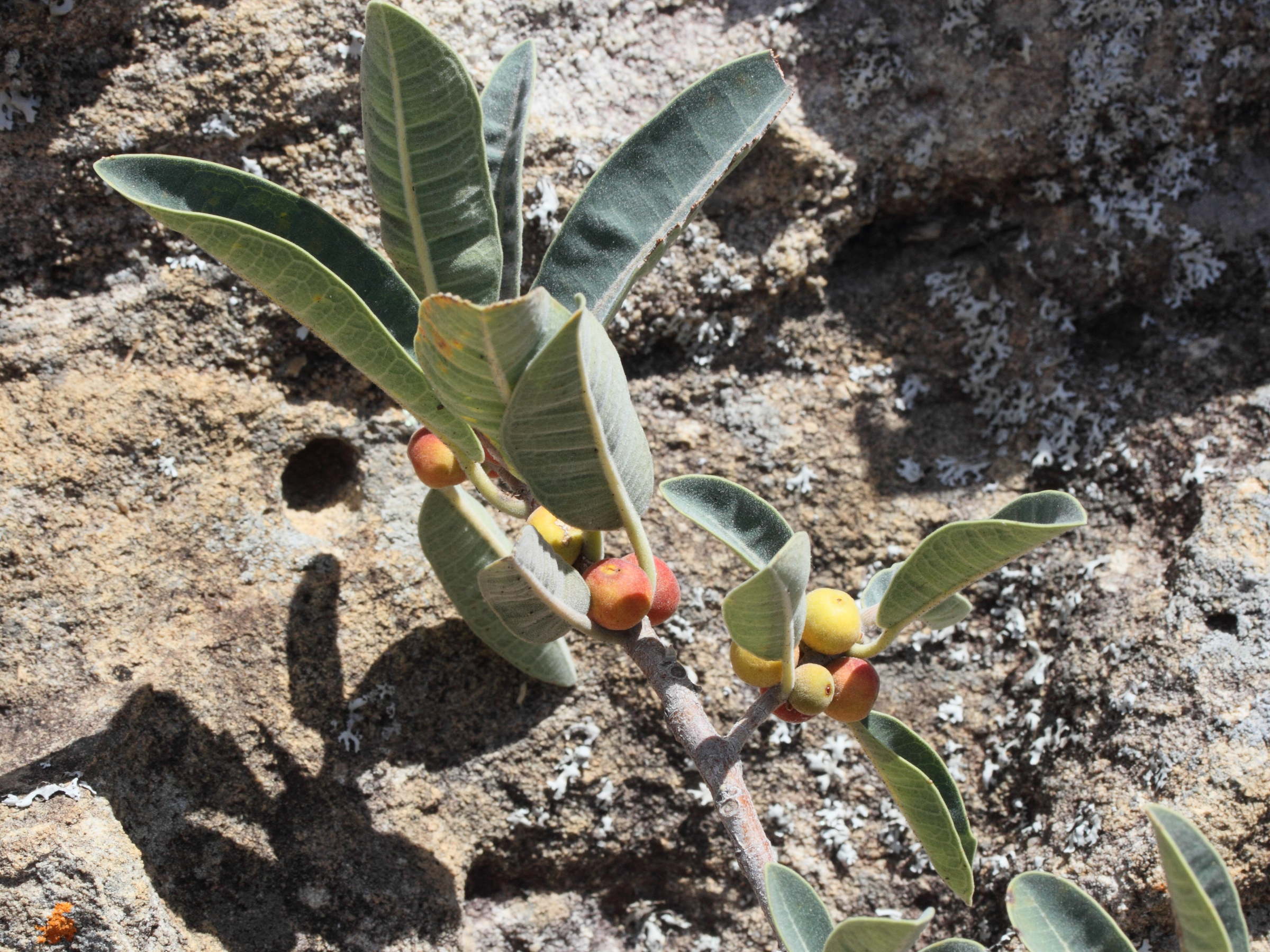ficus_menabeensis_meridionalis3md