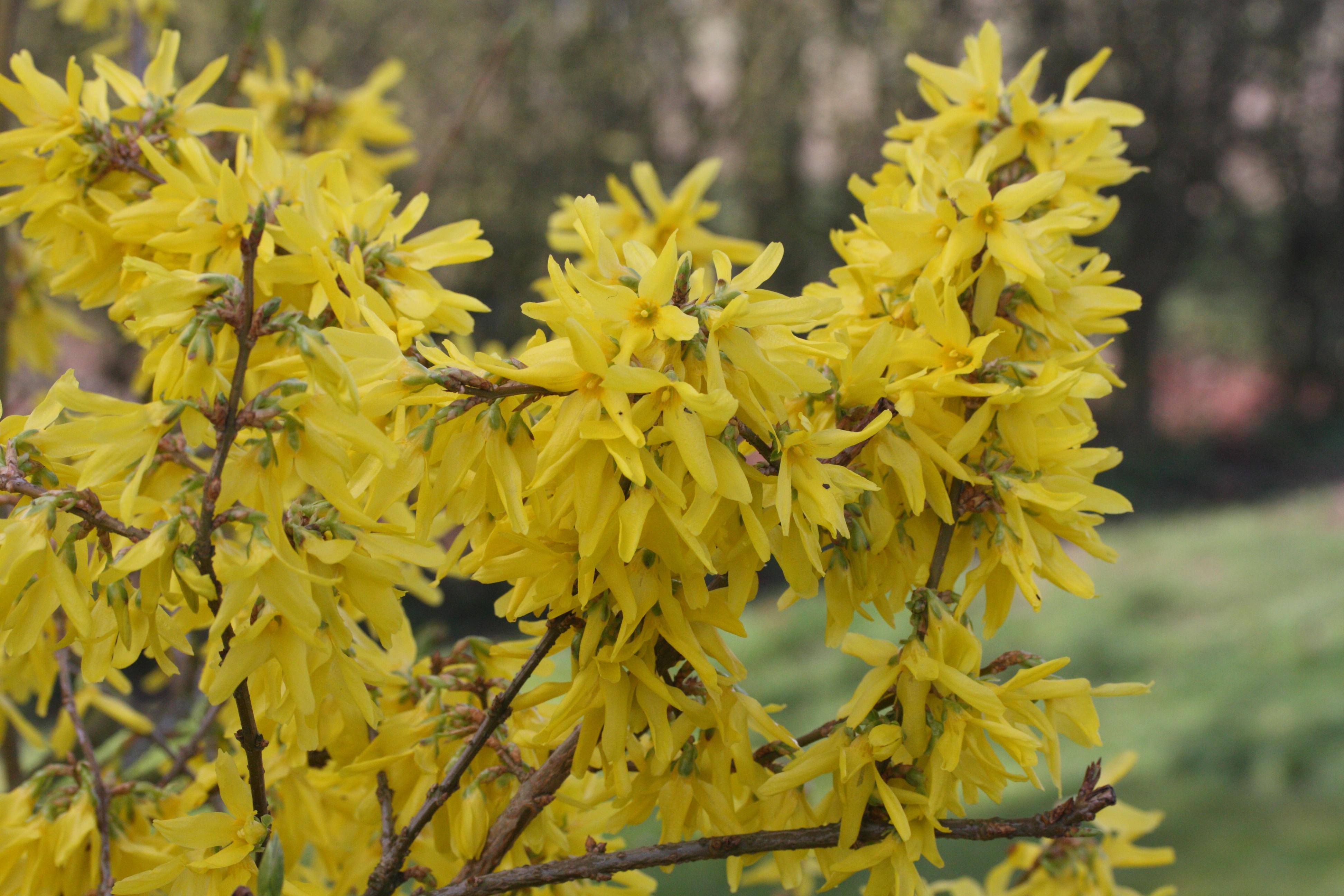 forsythia_viridissima1md