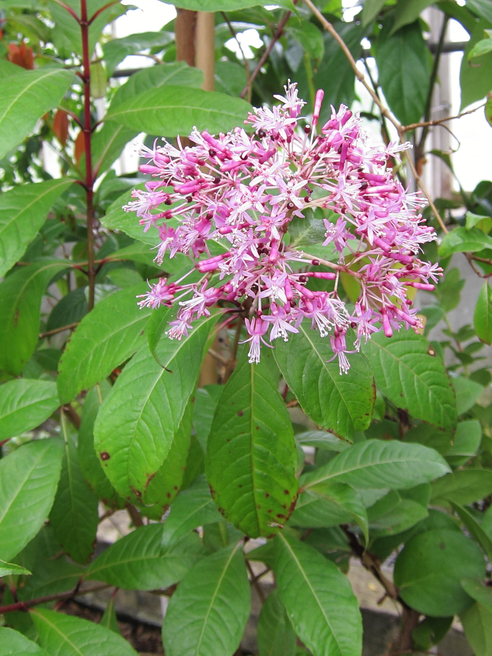 Afficher le média fuchsia_paniculata2bd fuchsia_paniculata2bd