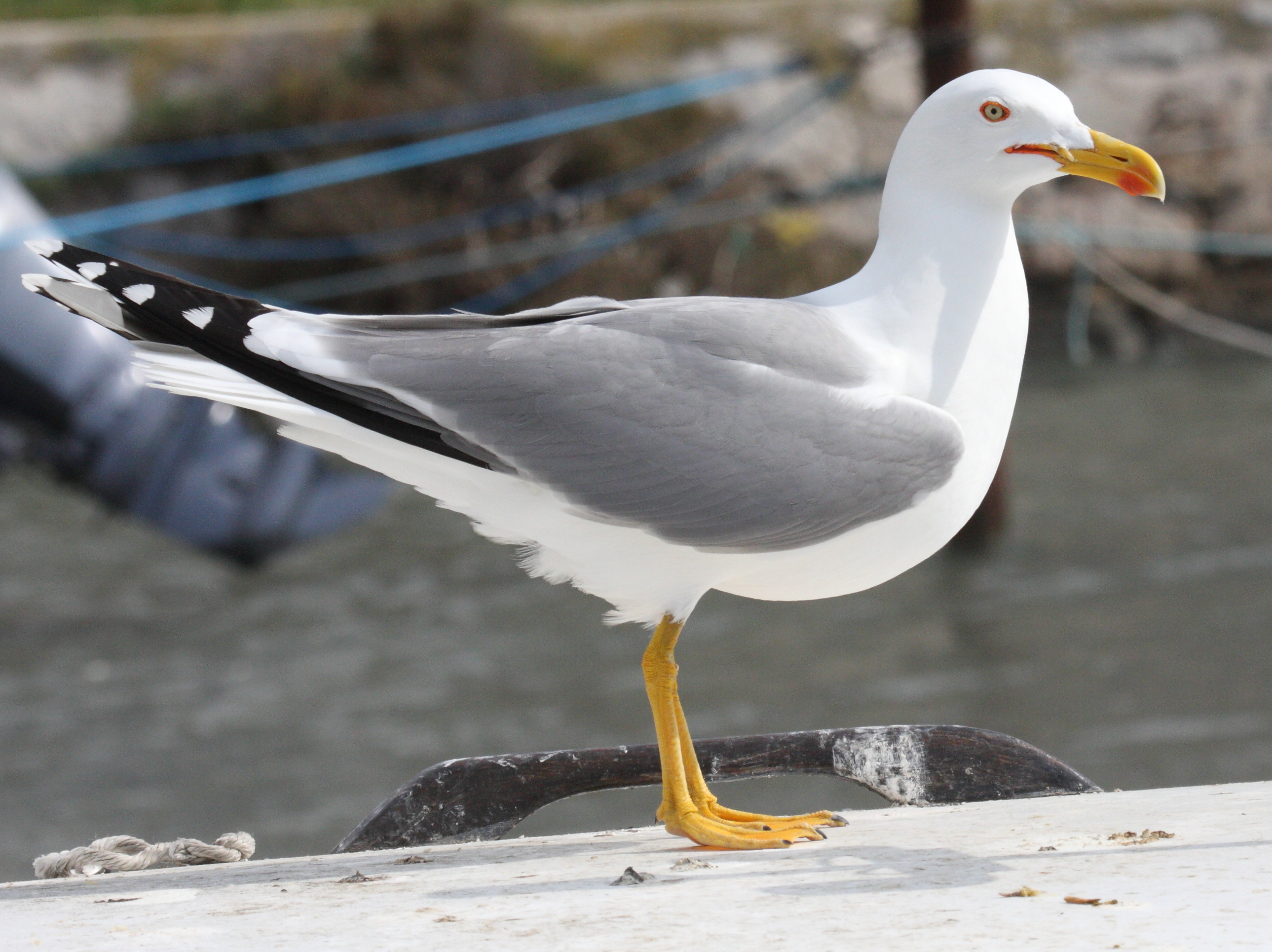 goeland_leucophee_-_larus_michahellis1md