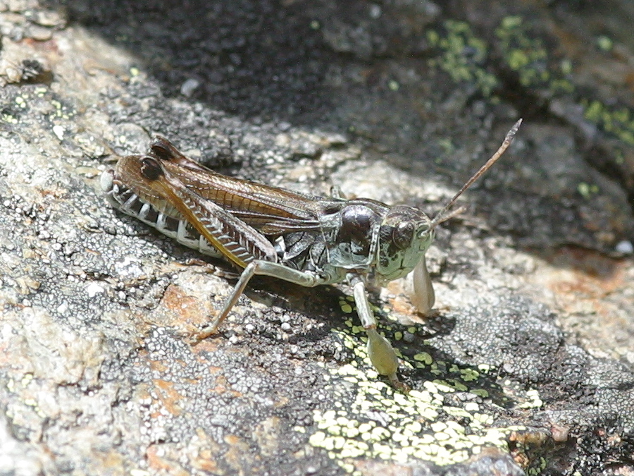 gomphocerus_sibiricus3md