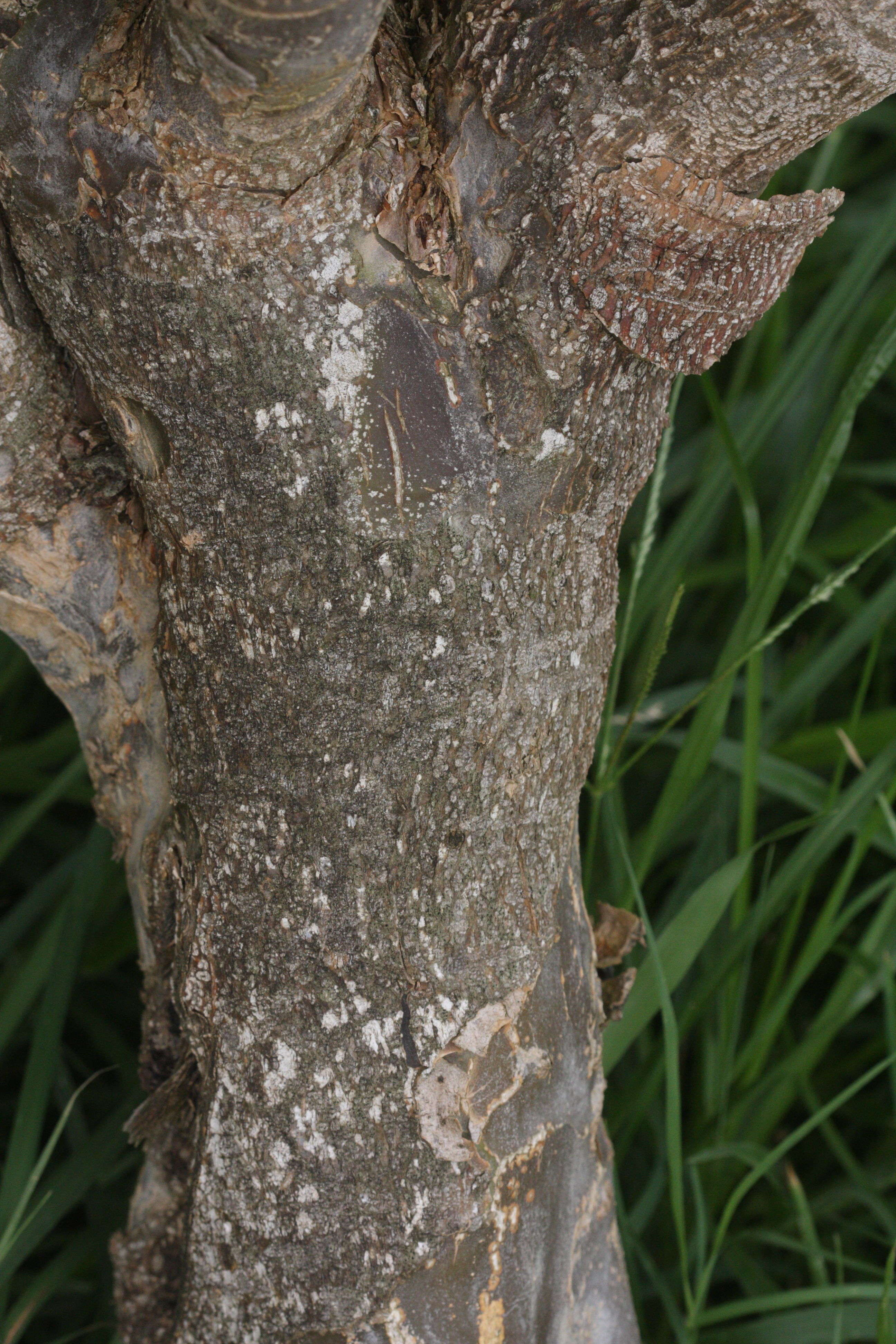 Afficher le média guaiacum_officinale5md guaiacum_officinale5md