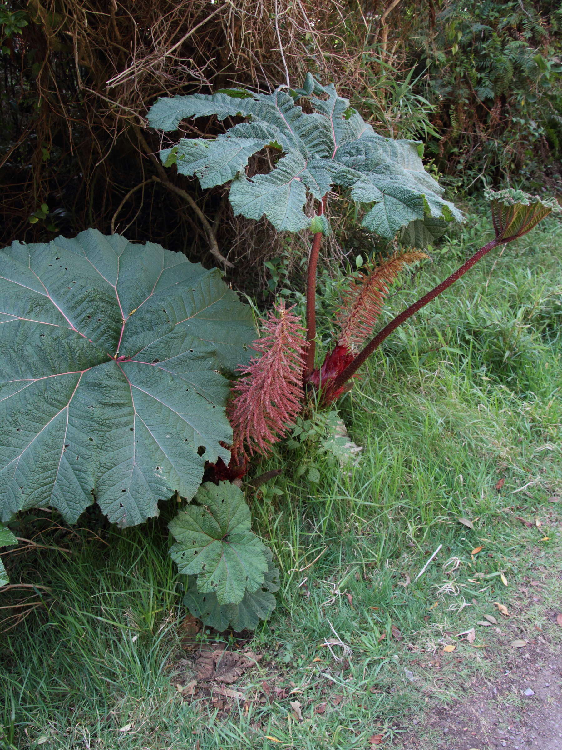 Afficher le média gunnera_insignis2md gunnera_insignis2md