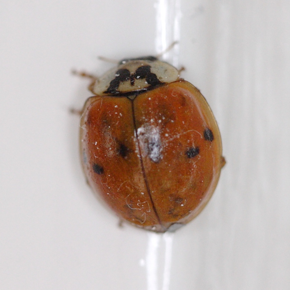 Afficher le média harmonia_axyridis5md harmonia_axyridis5md