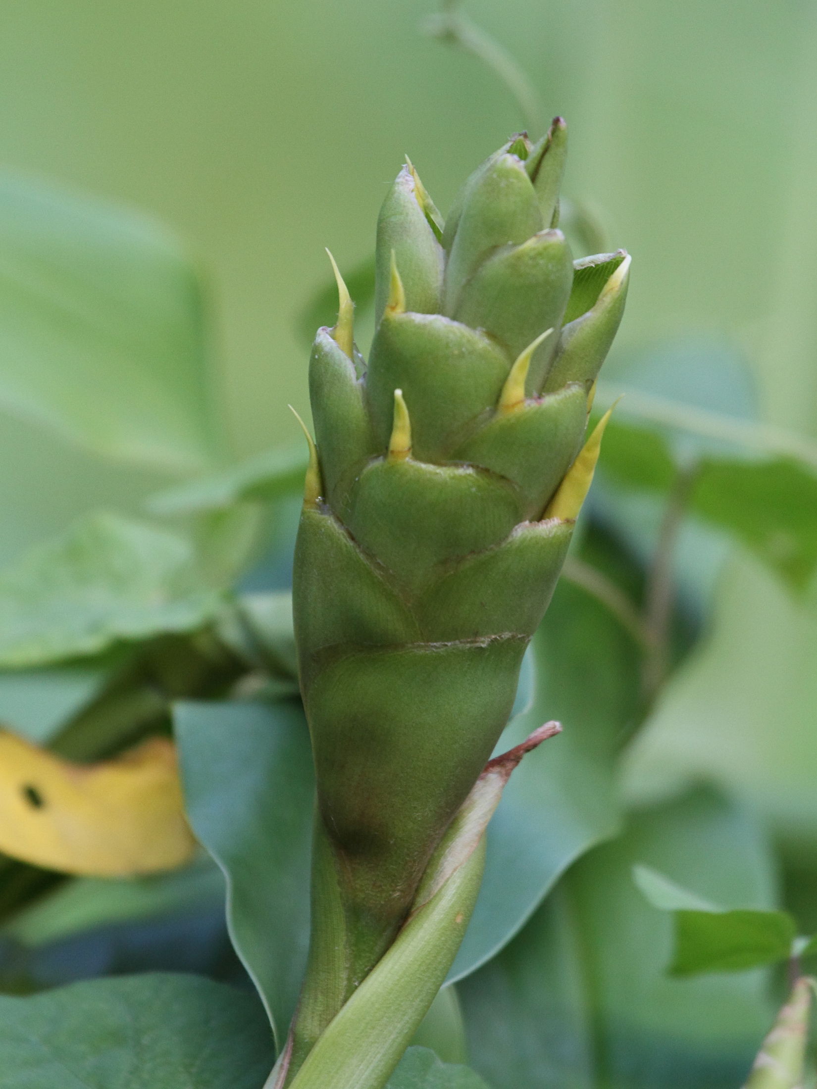 hedychium_flavescens3bd