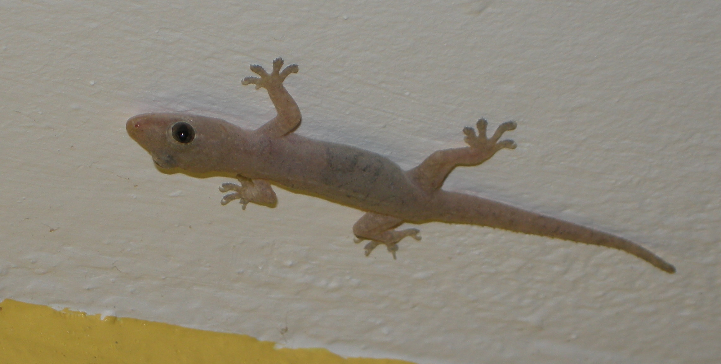 Afficher le média hemidactylus_frenatus1md hemidactylus_frenatus1md