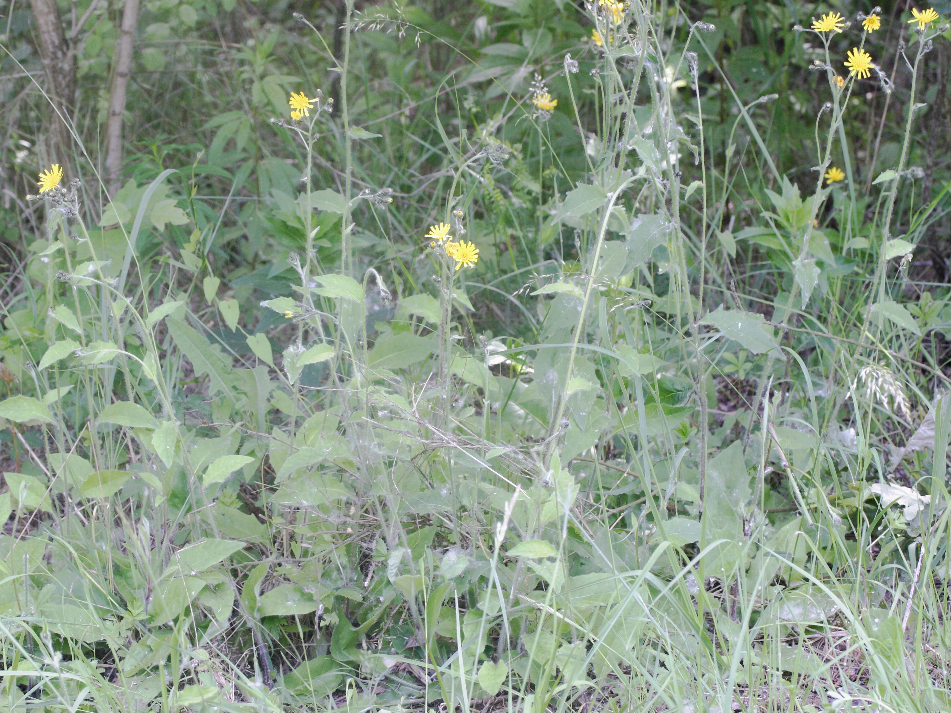 Afficher le média hieracium_lachenalii1md hieracium_lachenalii1md