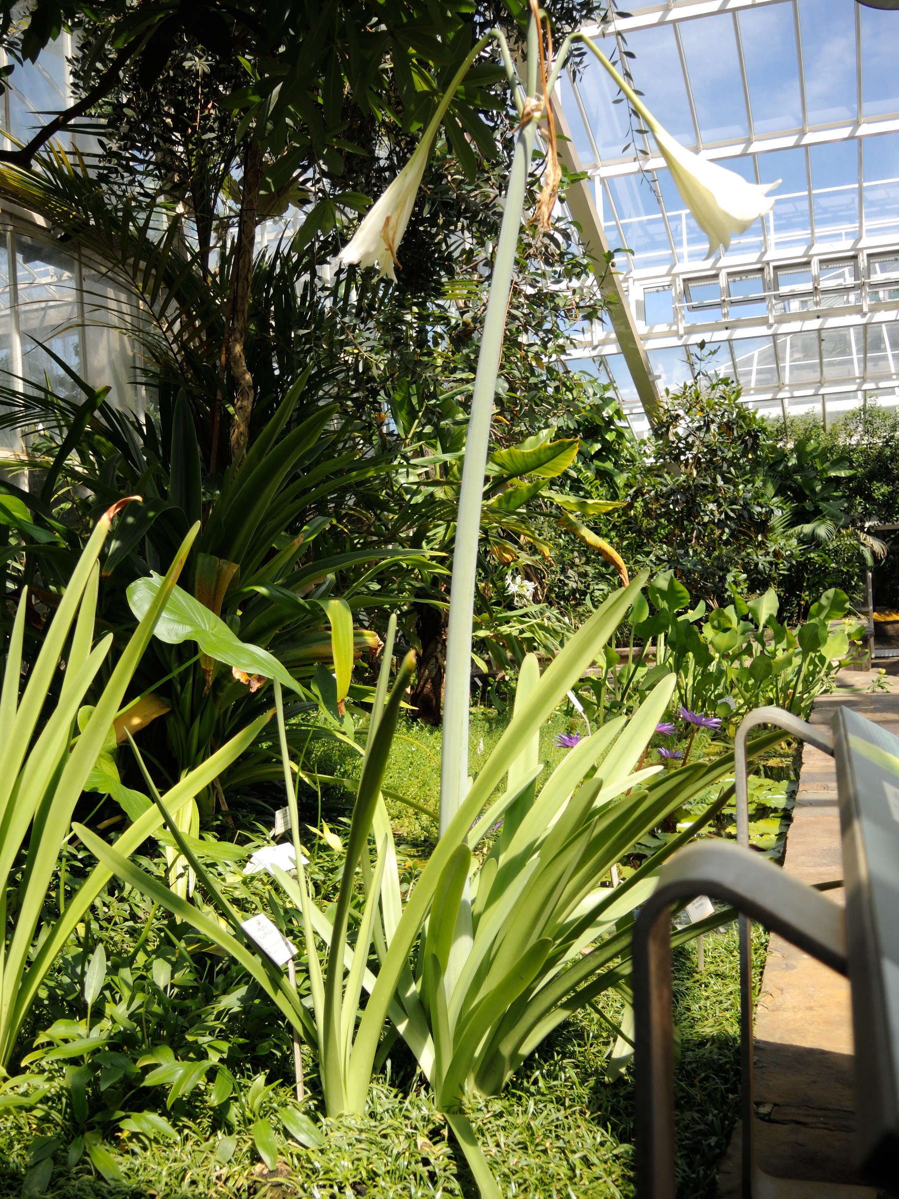 hippeastrum_elegans1md