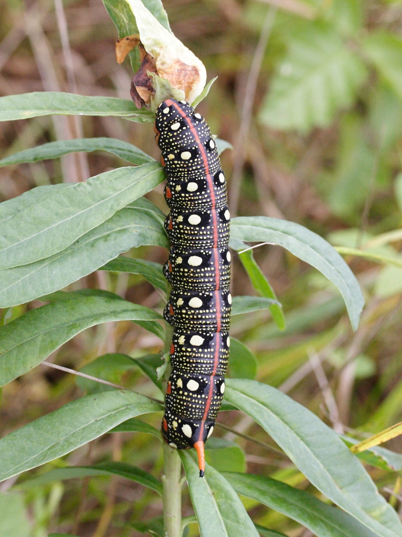 hyles_euphorbiae_ch1md