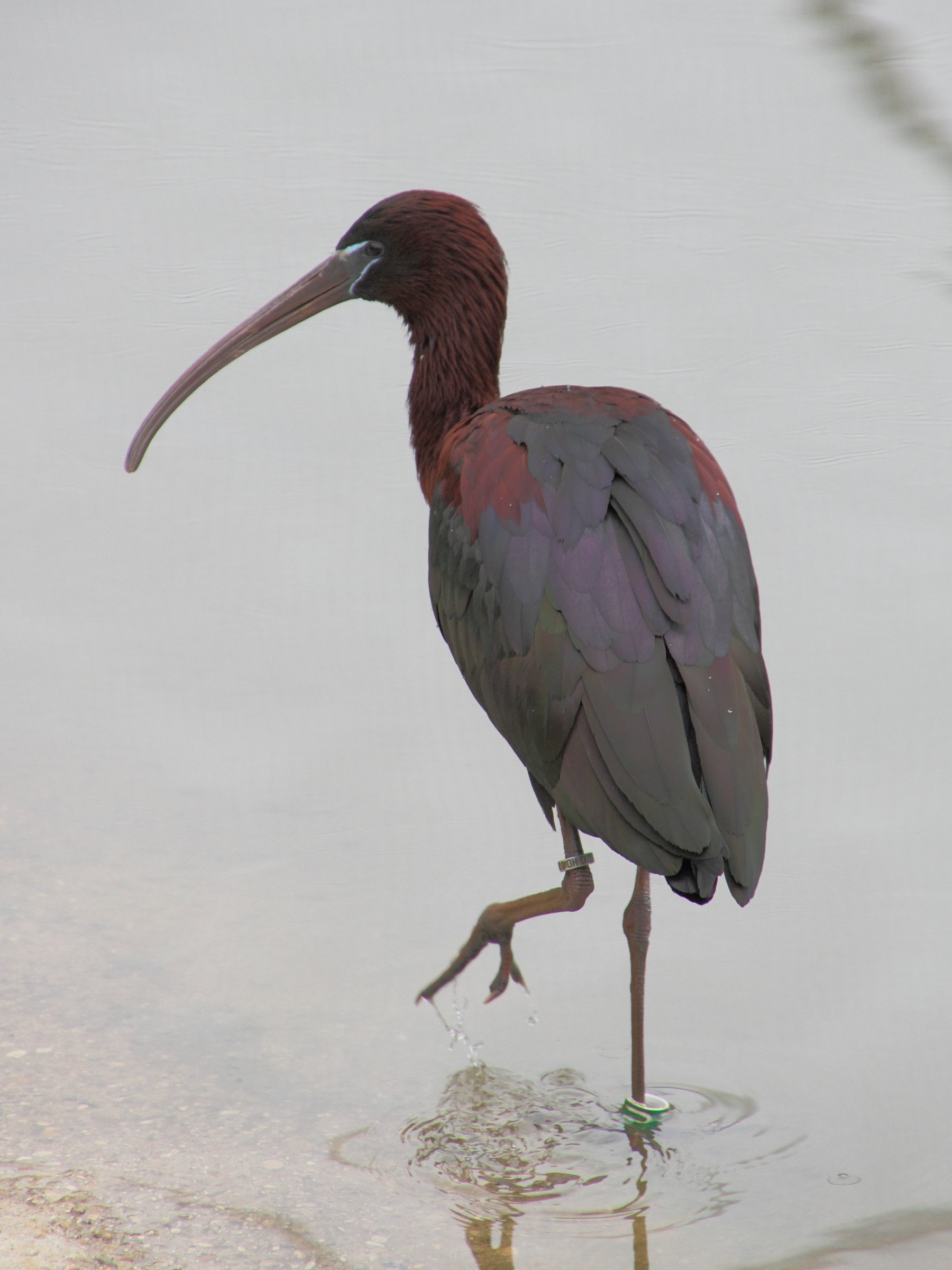 ibis_falcinelle_-_plegadis_falcinellus4md
