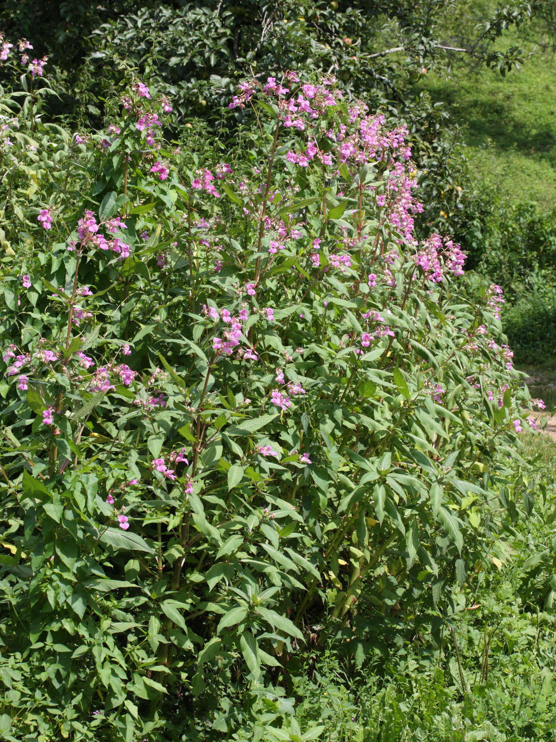 Afficher le média impatiens_glandulifera1md impatiens_glandulifera1md
