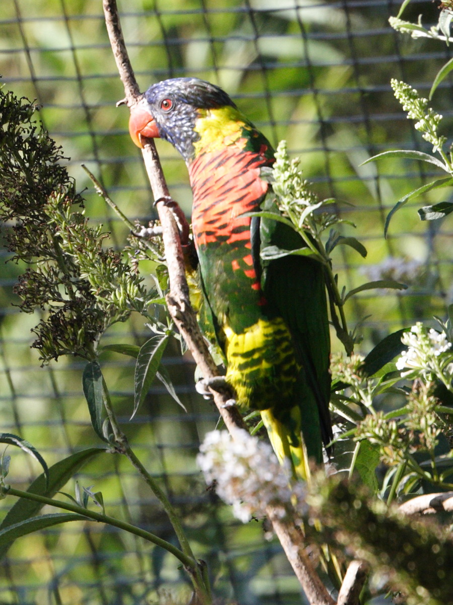 loriquet_a_nuque_verte_-_trichoglossus_haematodus4md