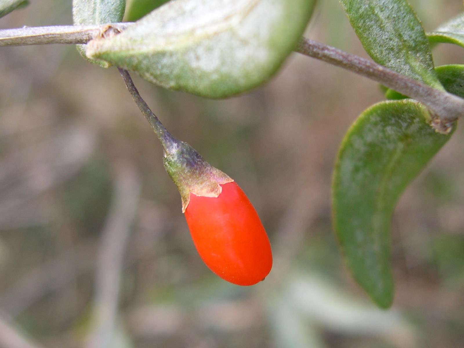 Afficher le média lycium_barbarum3md lycium_barbarum3md