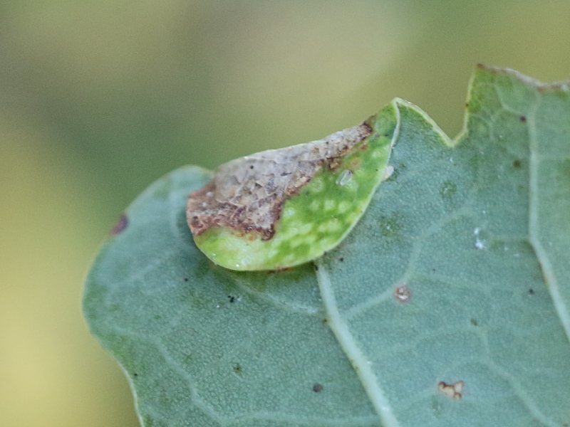 macrodiplosis_pustularis_galle2bd