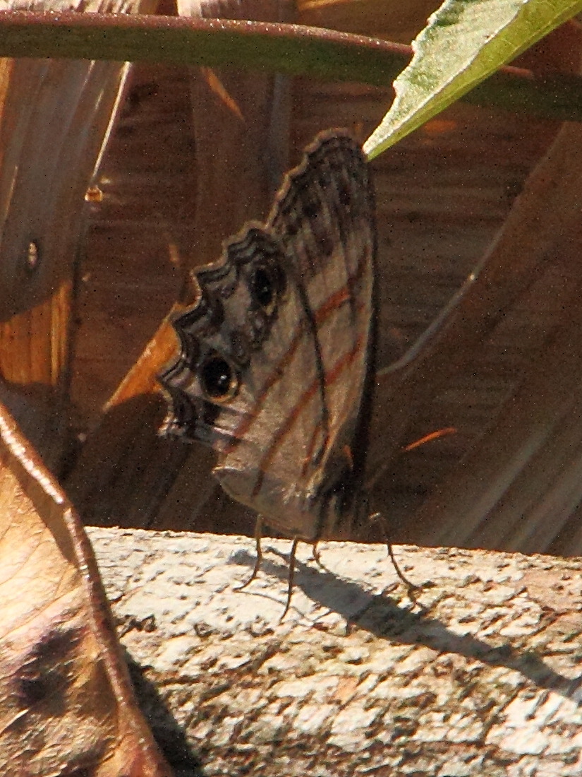 magneuptychia_gomezi1md