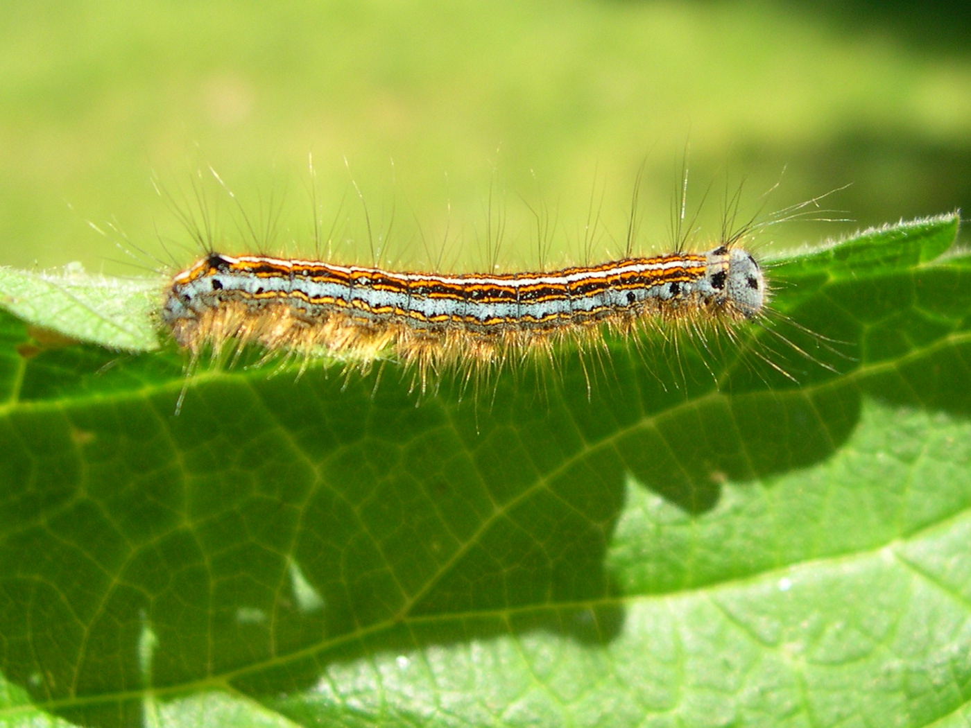 Afficher le média malacosoma_neustria_ch1md malacosoma_neustria_ch1md