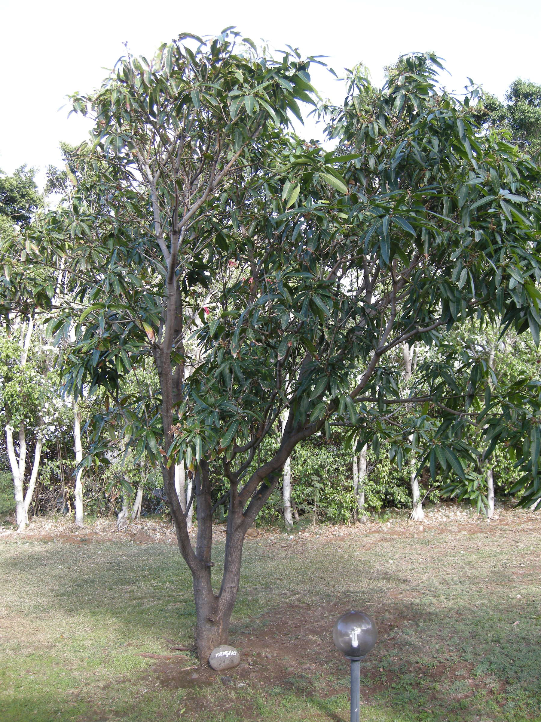 mangifera_indica1md