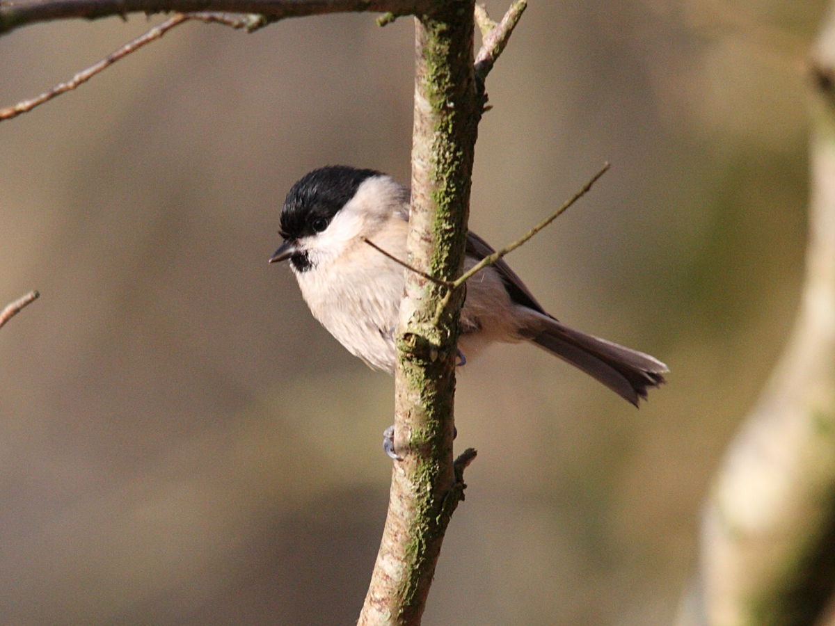 mesange_nonnette_-_poecile_palustris1bd