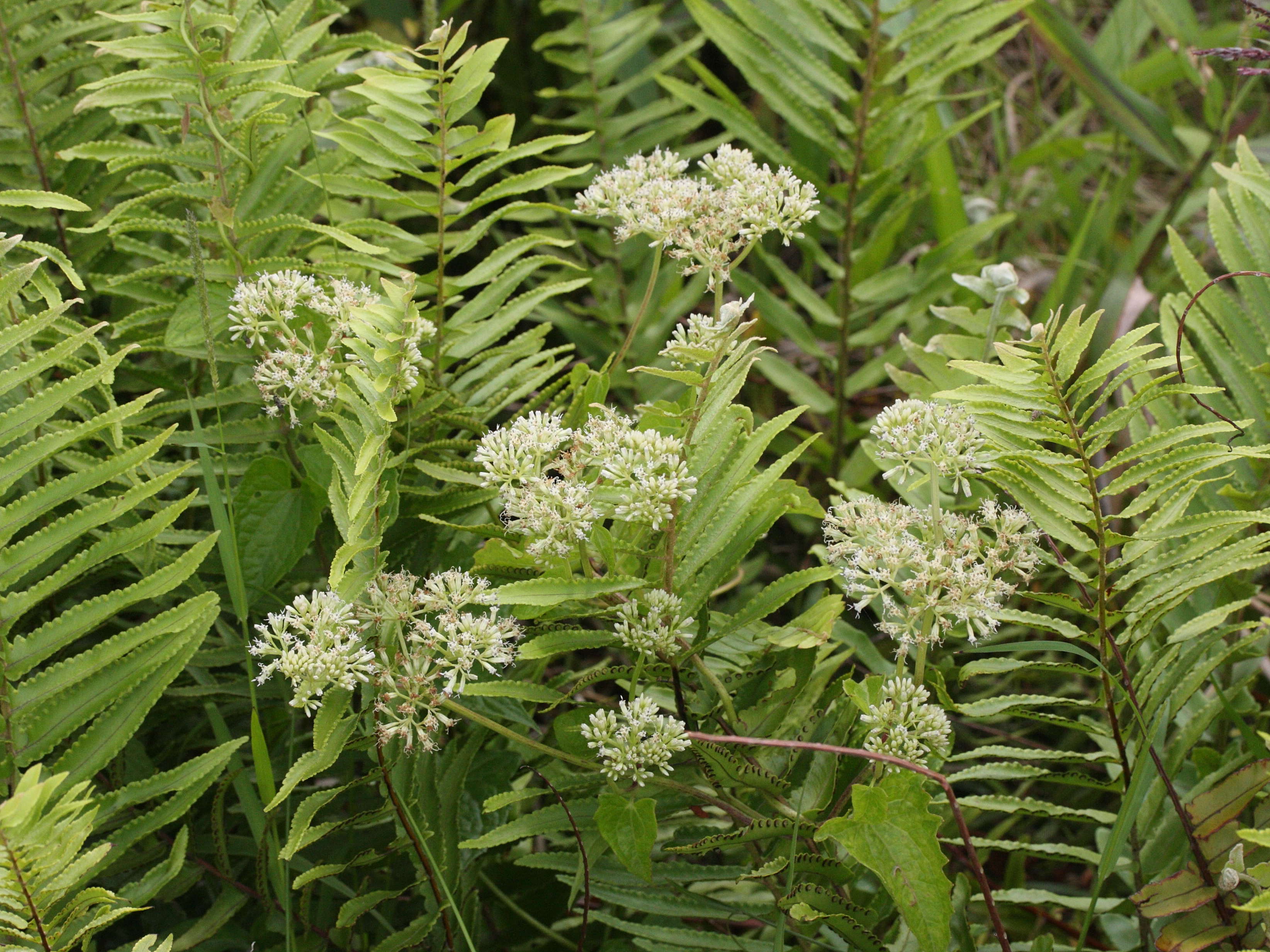 mikania_micrantha4md