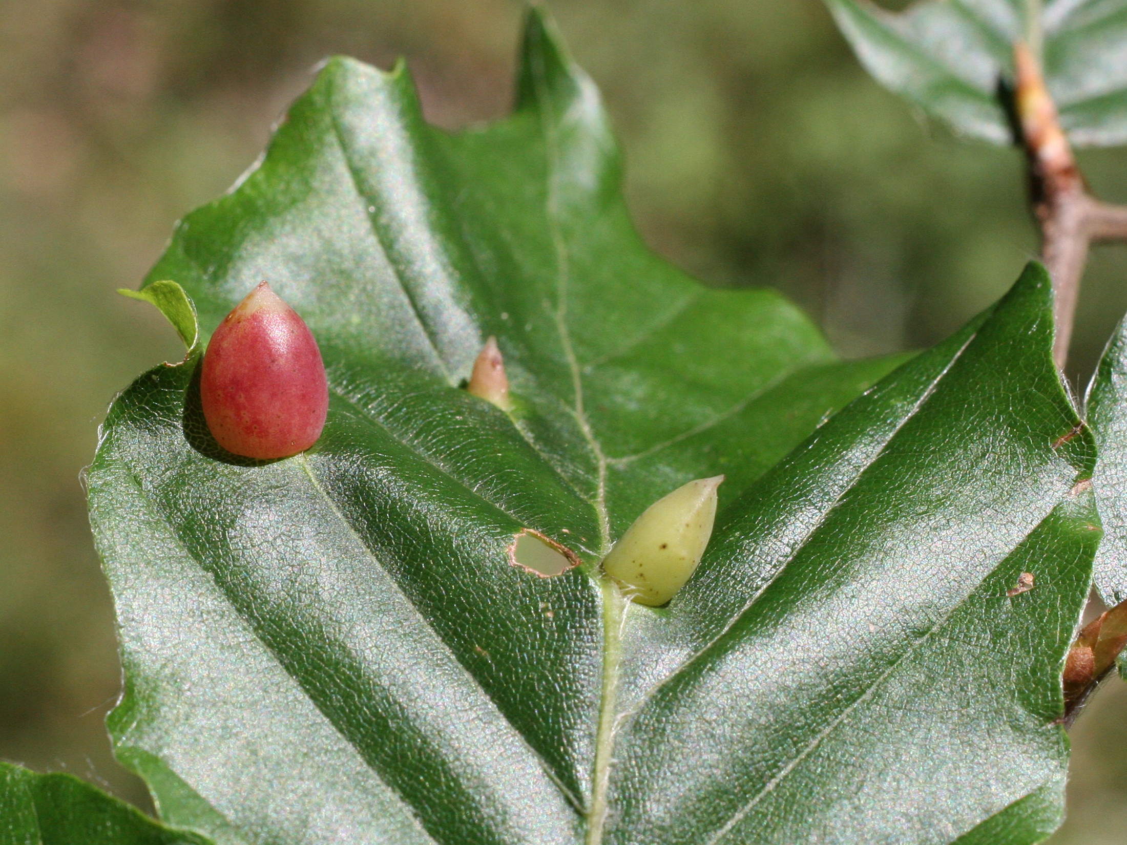 mikiola_fagi_galle2md