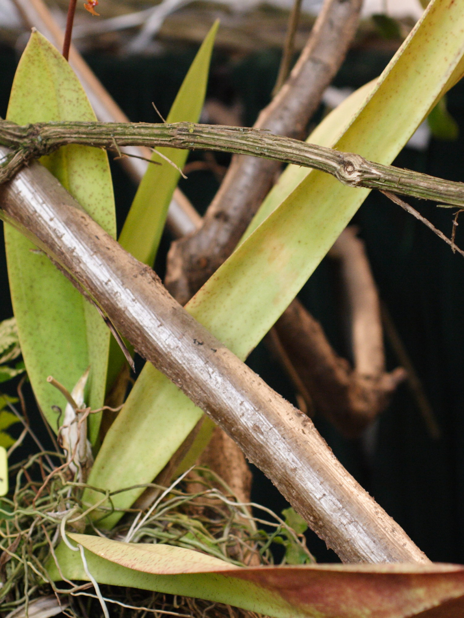 Afficher le média oncidium_splendidum1md oncidium_splendidum1md