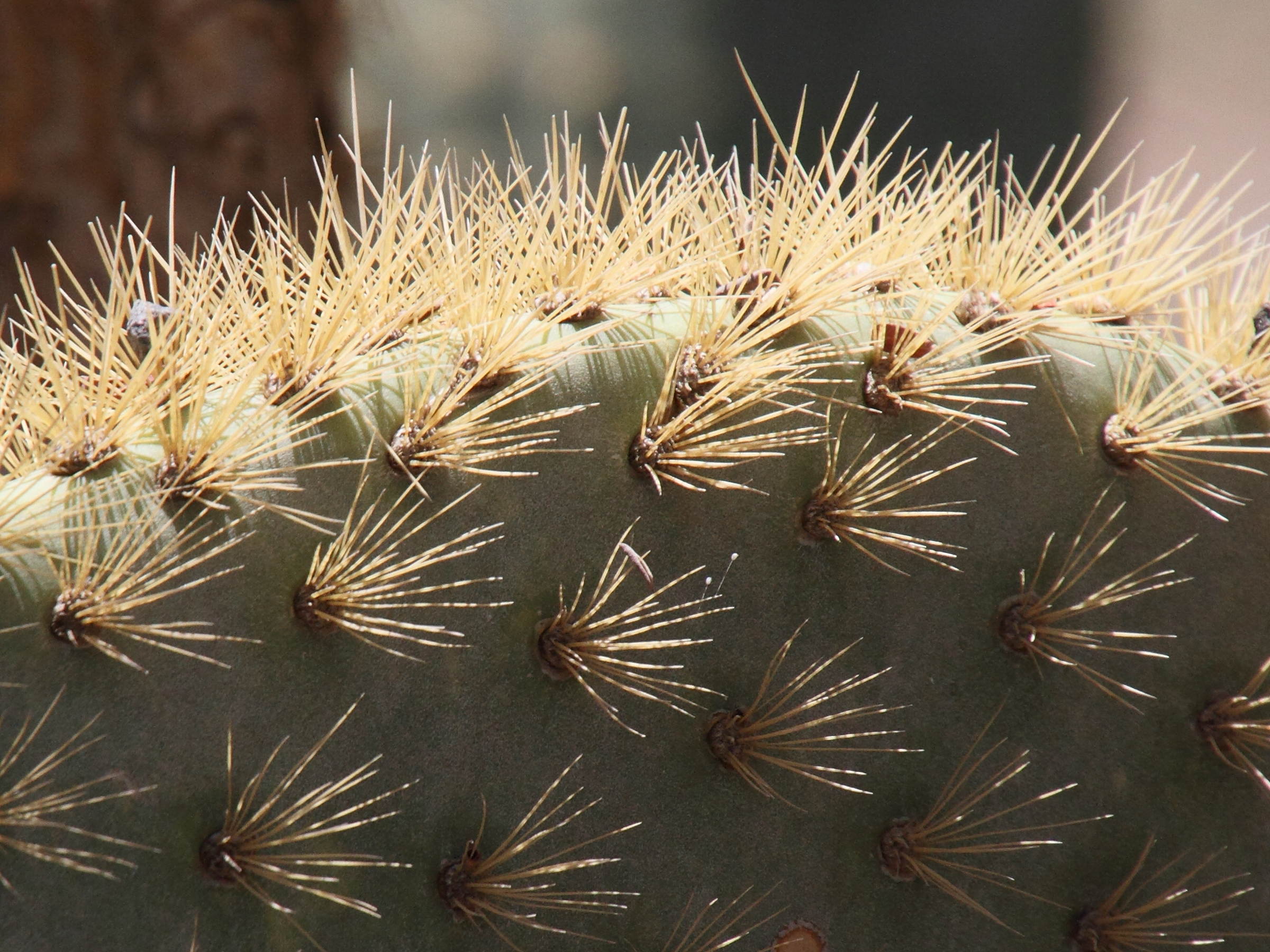 opuntia_galapageia2md