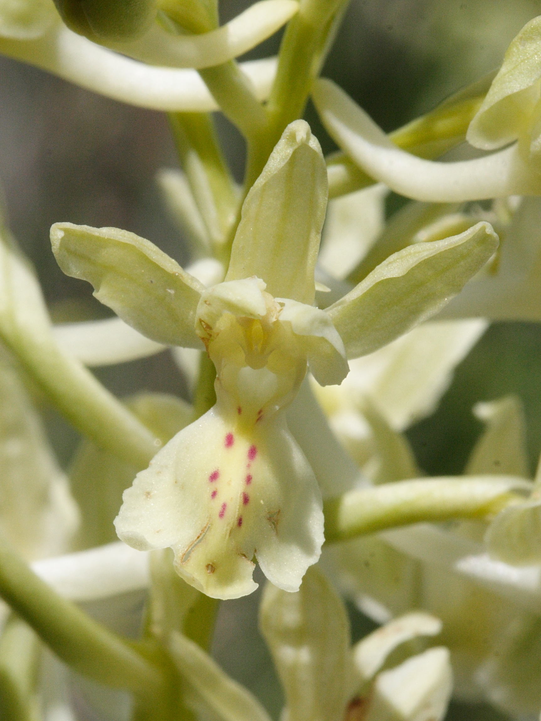orchis_provincialis3md