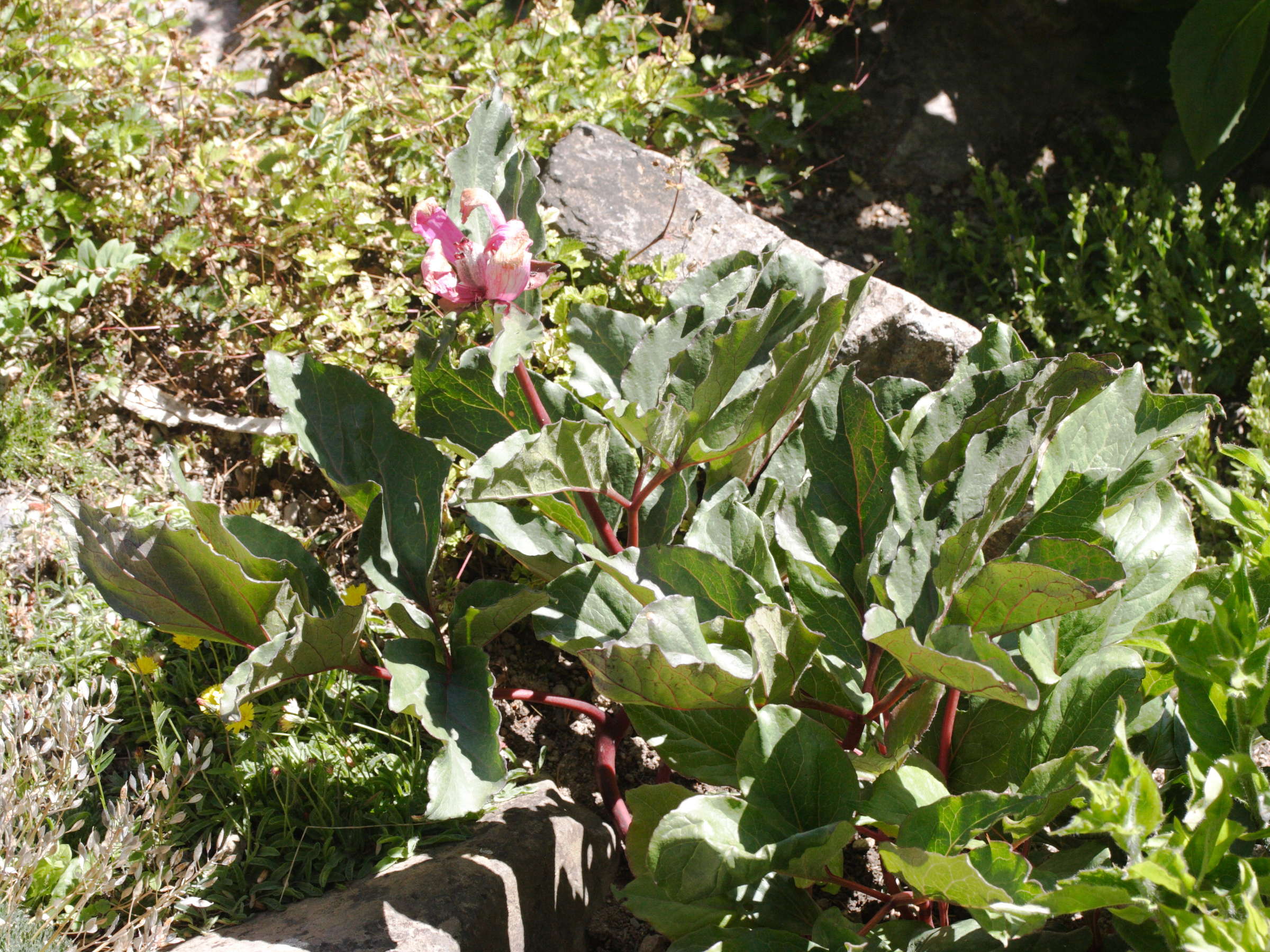 paeonia_coriacea1md