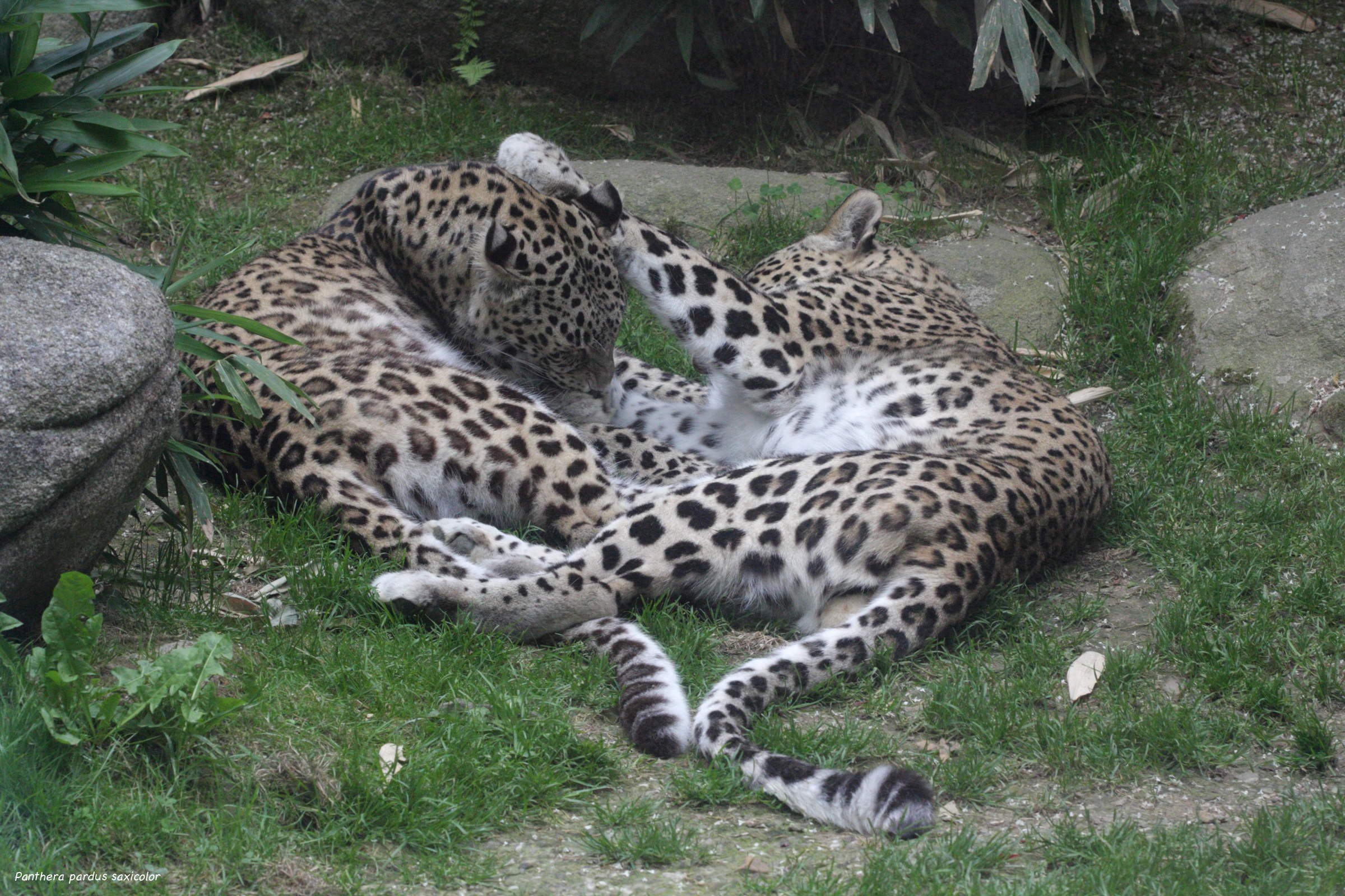 panthera_pardus_saxicolor3bd