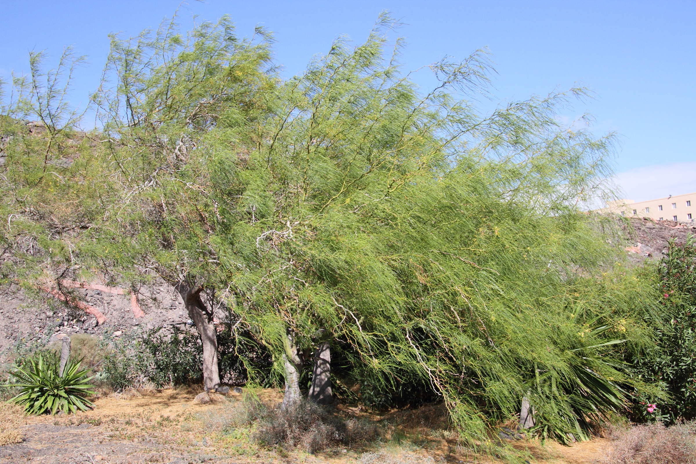 parkinsonia_aculeata8md