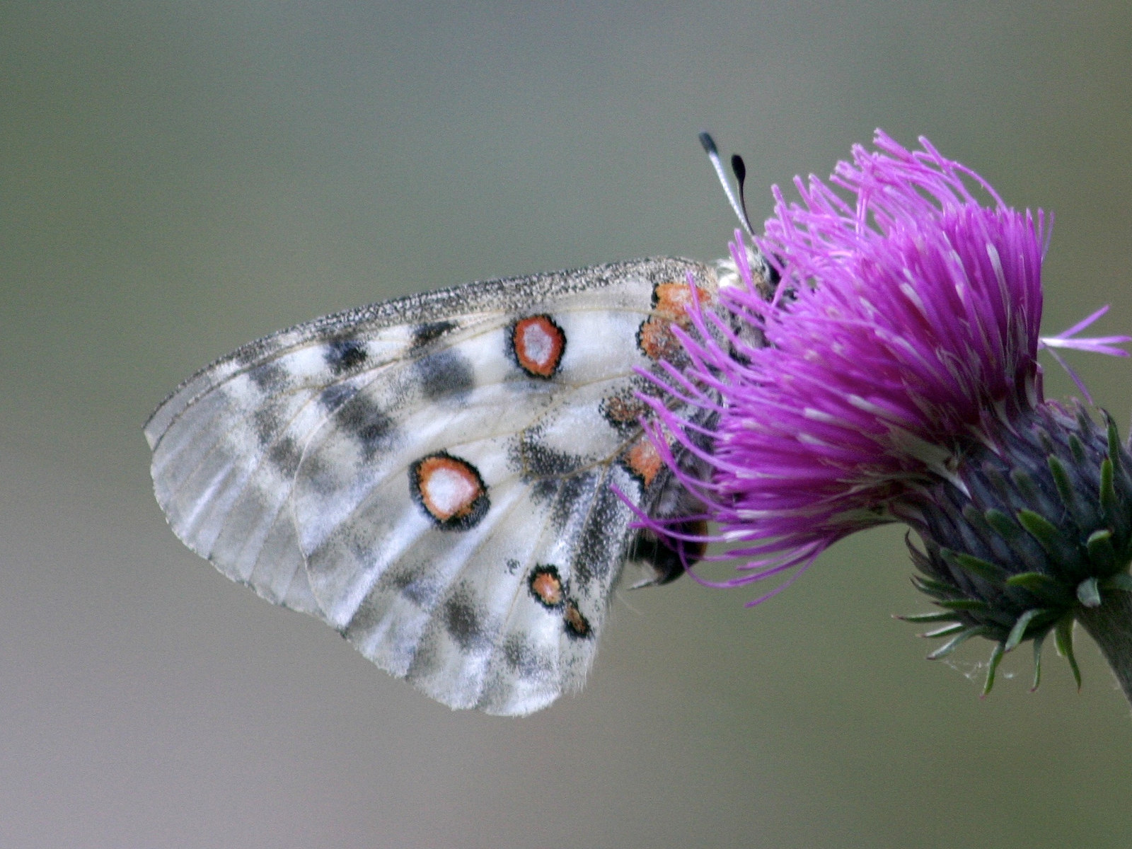 parnassius_apollo5sd