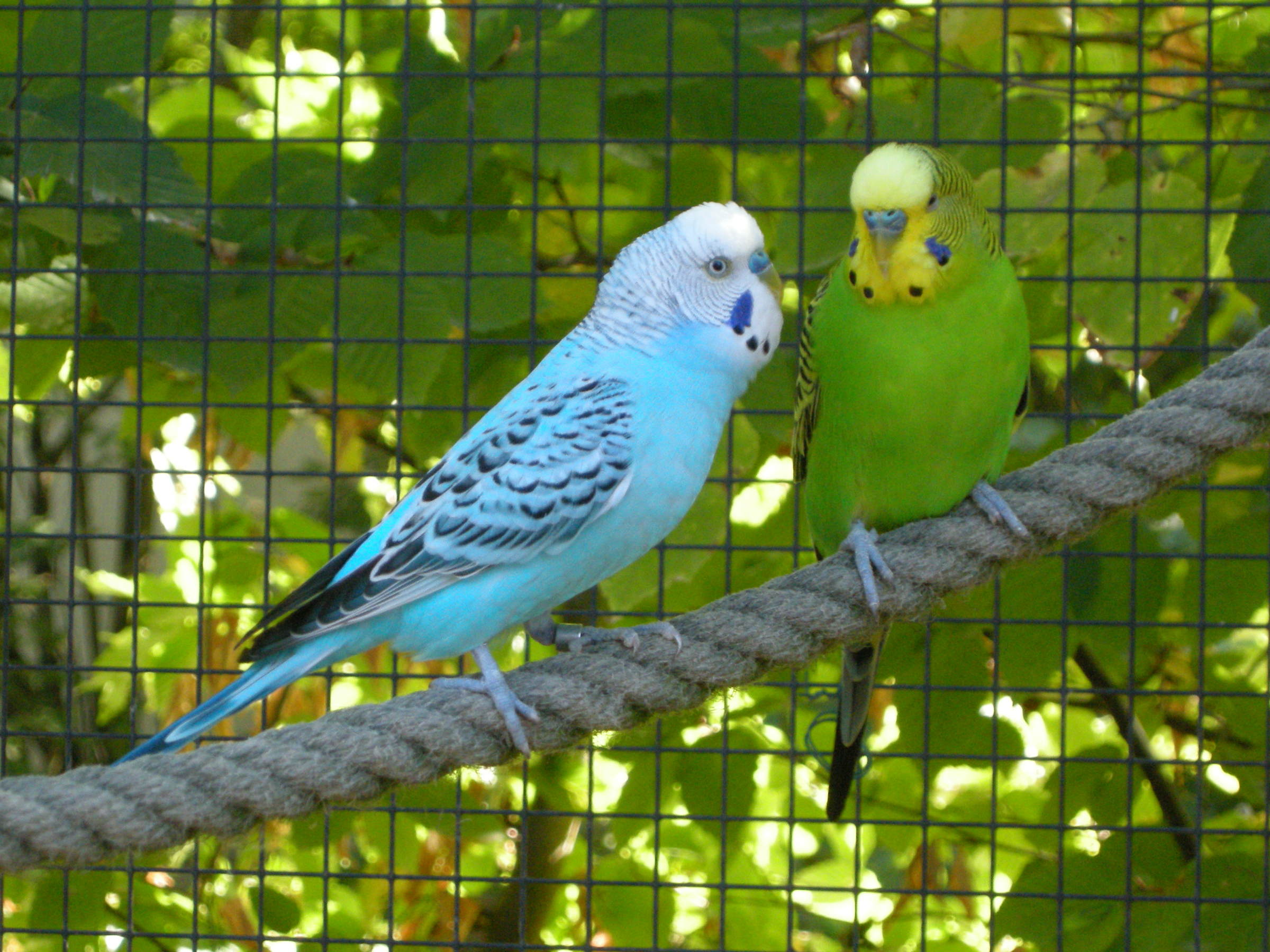 perruche_ondulee_-_melopsittacus_undulatus3md