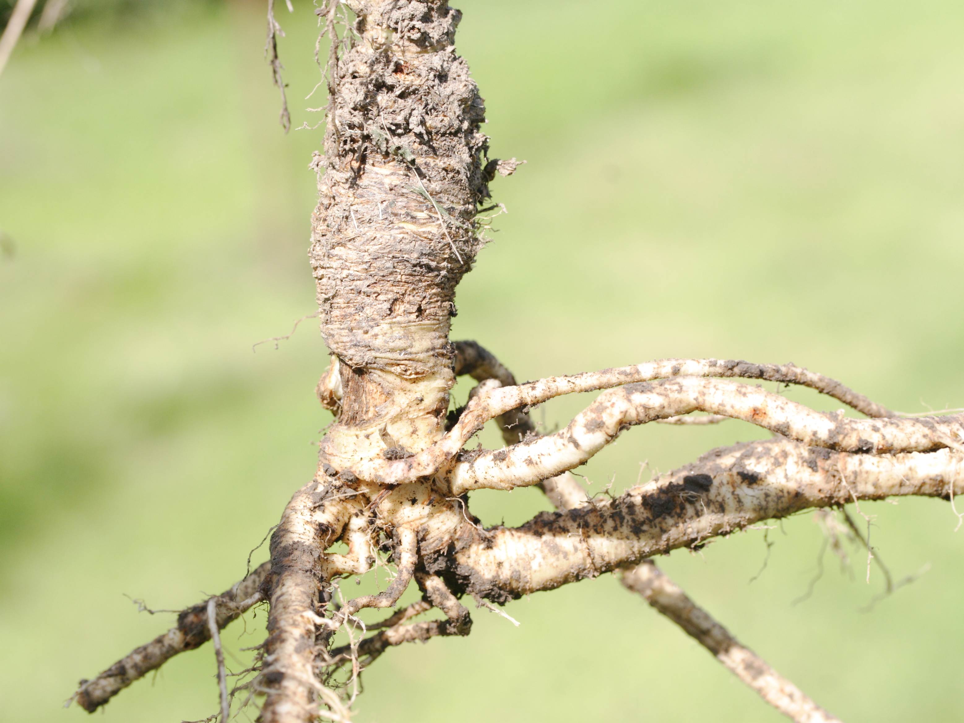 petroselinum_crispum9md