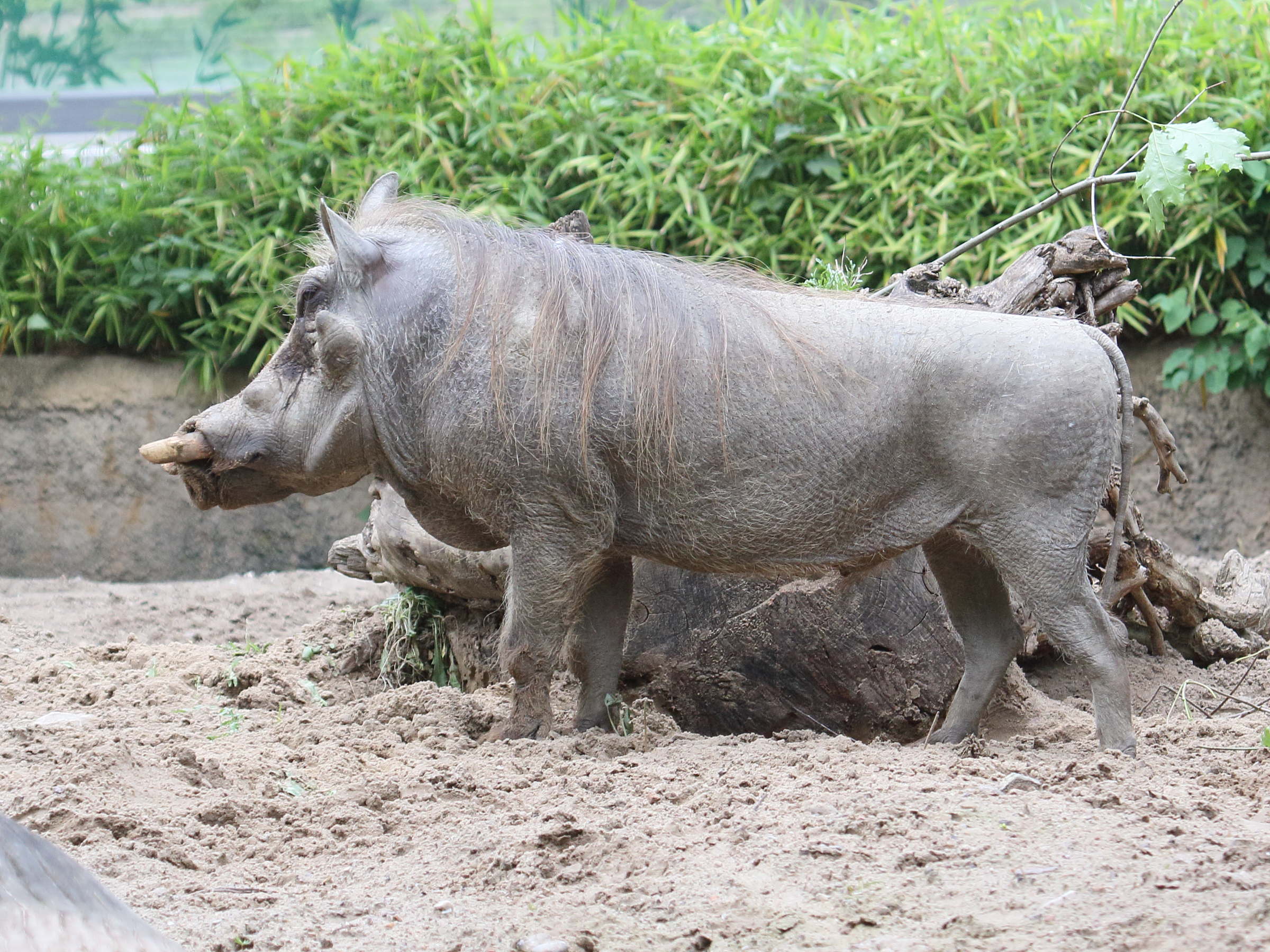 phacochoerus_africanus1bd