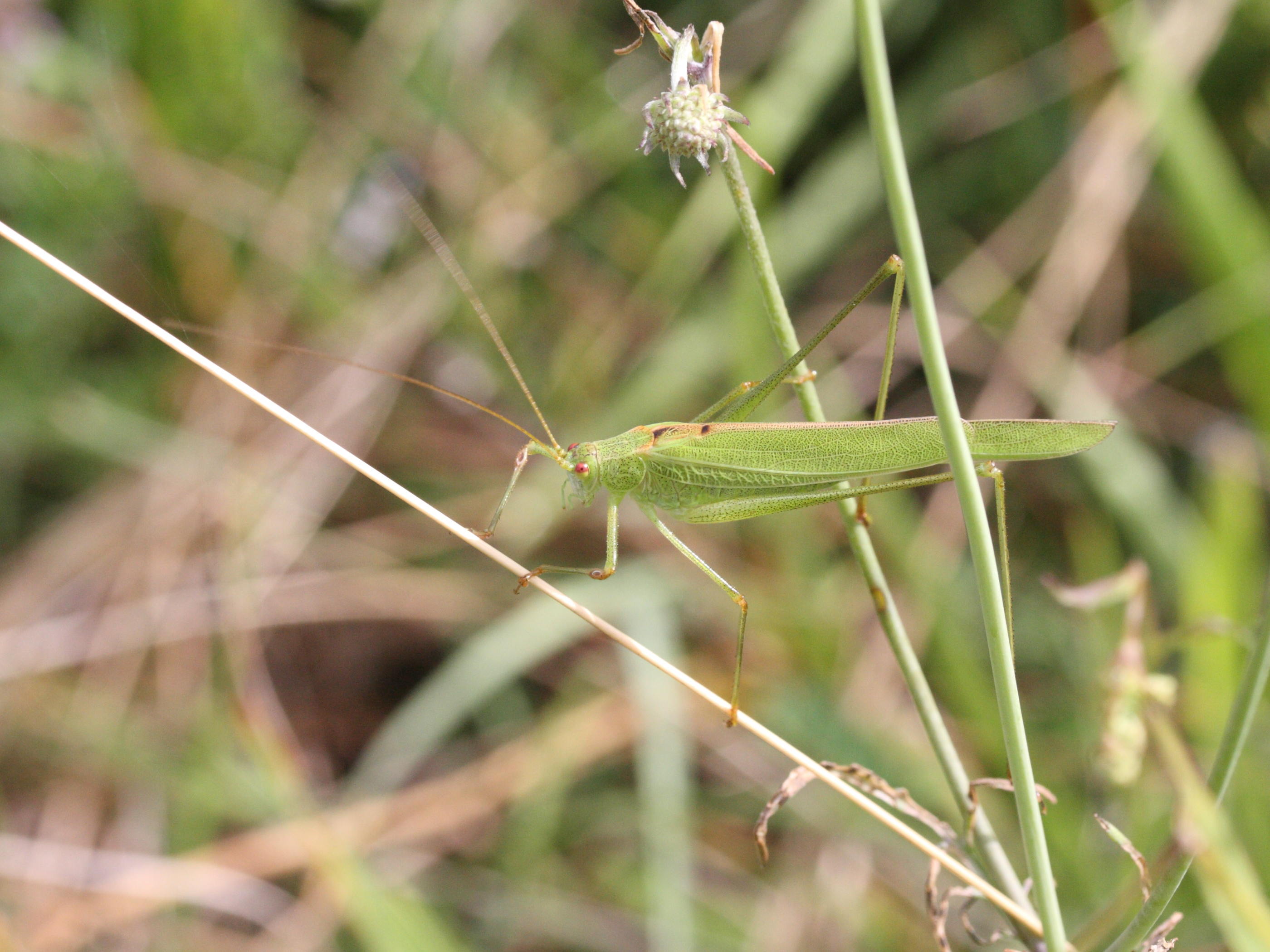 phaneroptera_falcata1md